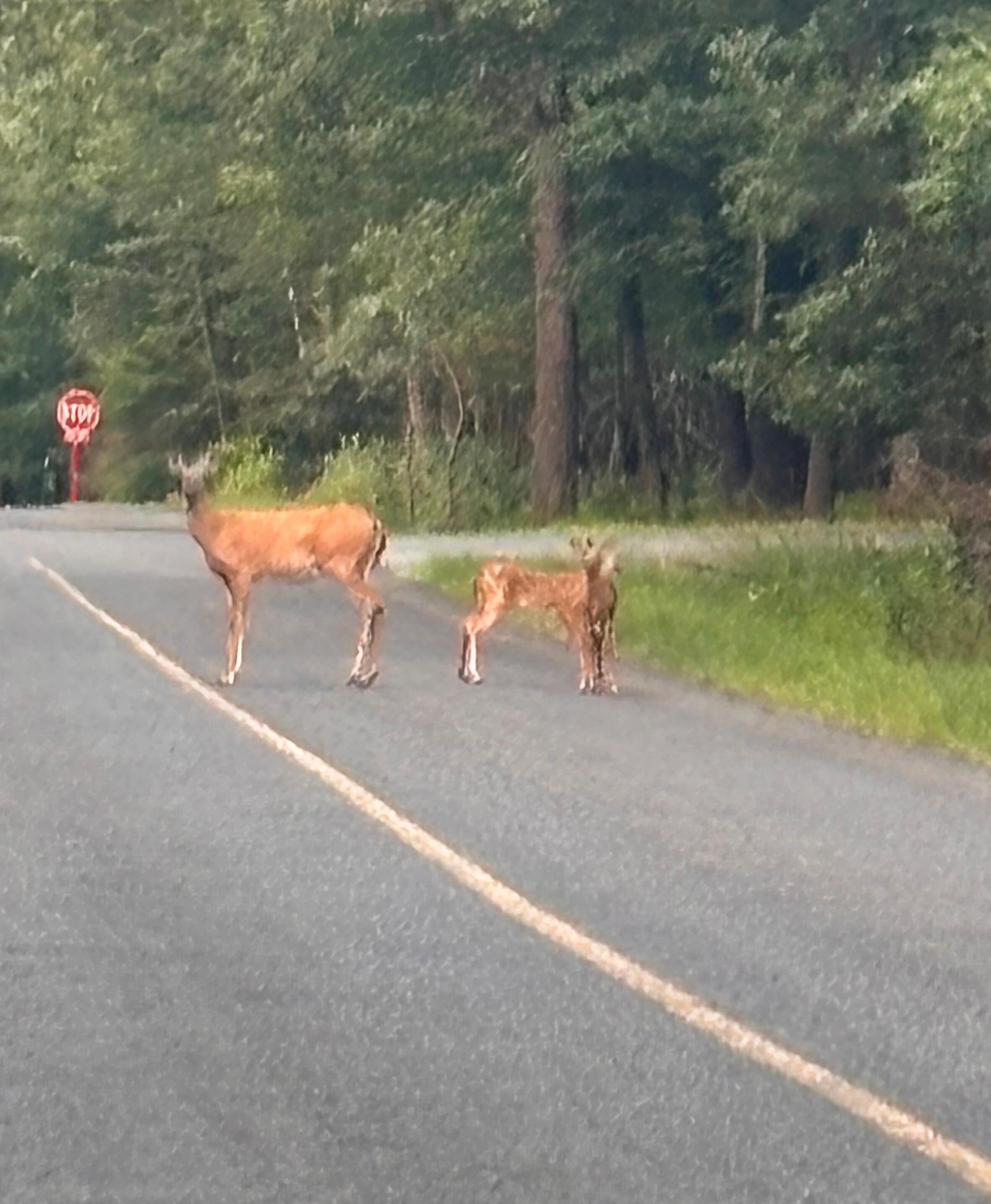 Deer on the street when we would go for a walk each night