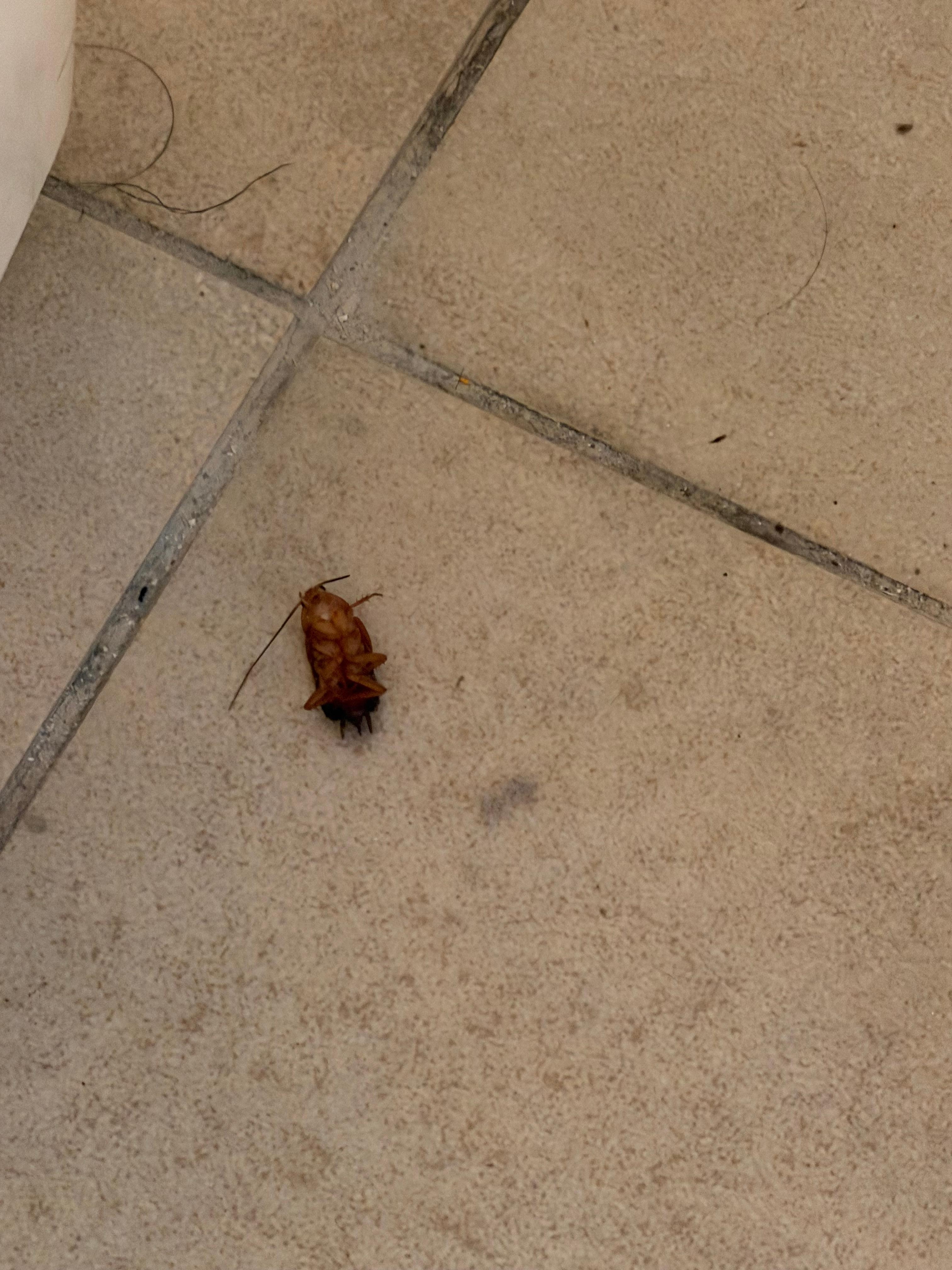 Cockroach in bathroom