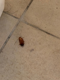Cockroach in bathroom