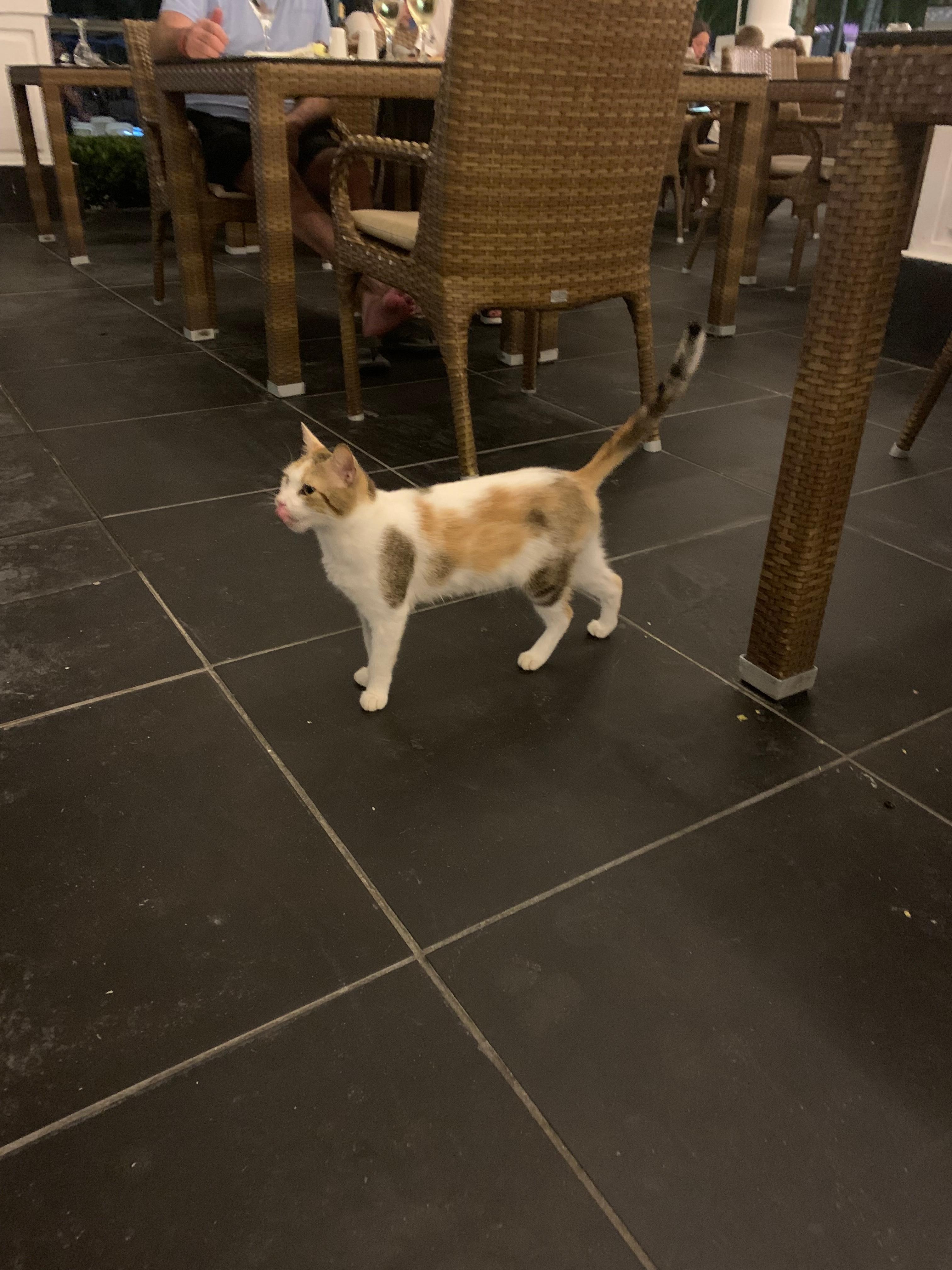 Cat right next to our dinner table