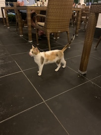Cat right next to our dinner table