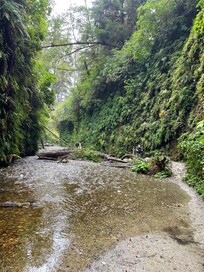 Fern Canyon