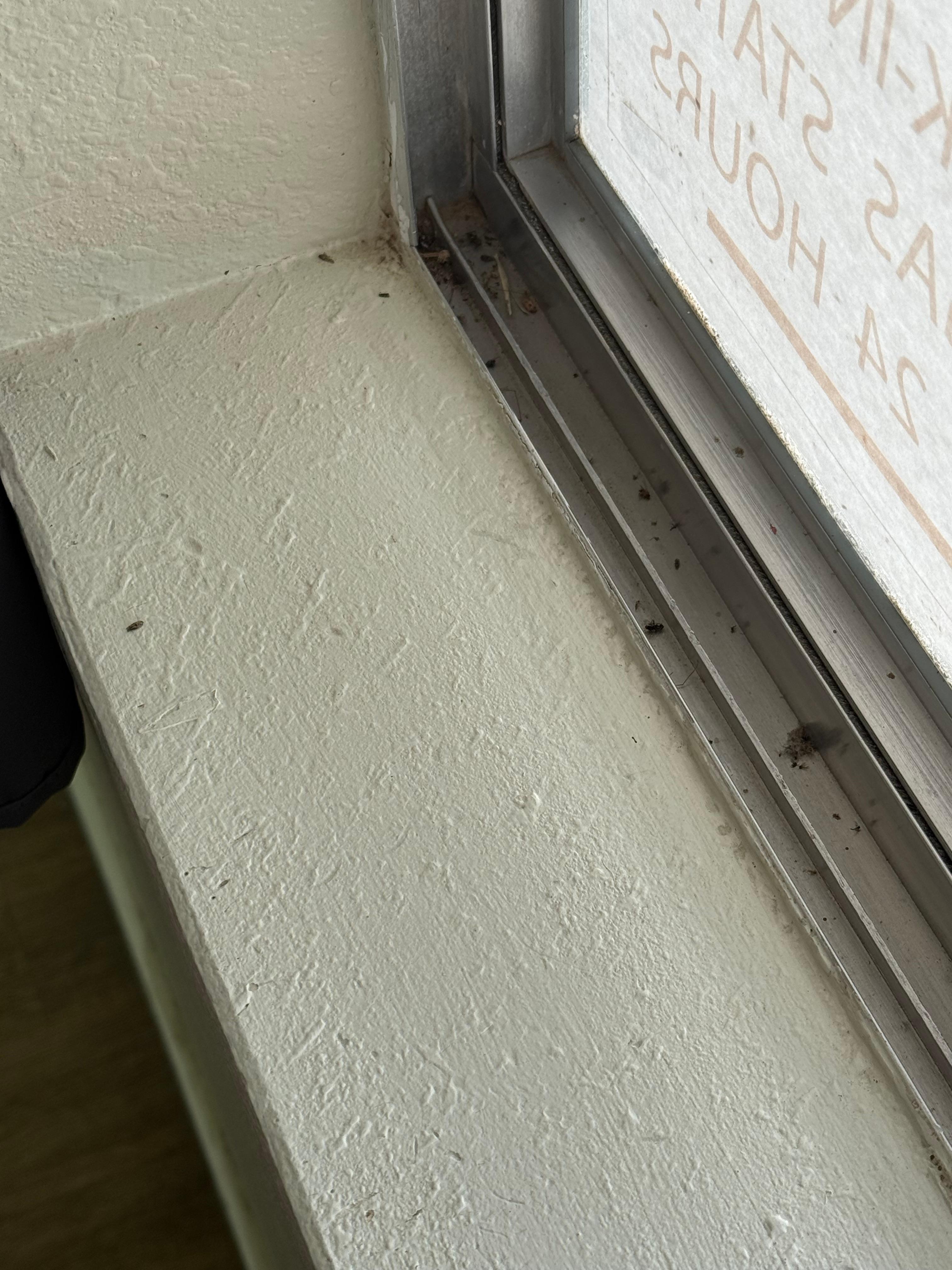 Insects on the window