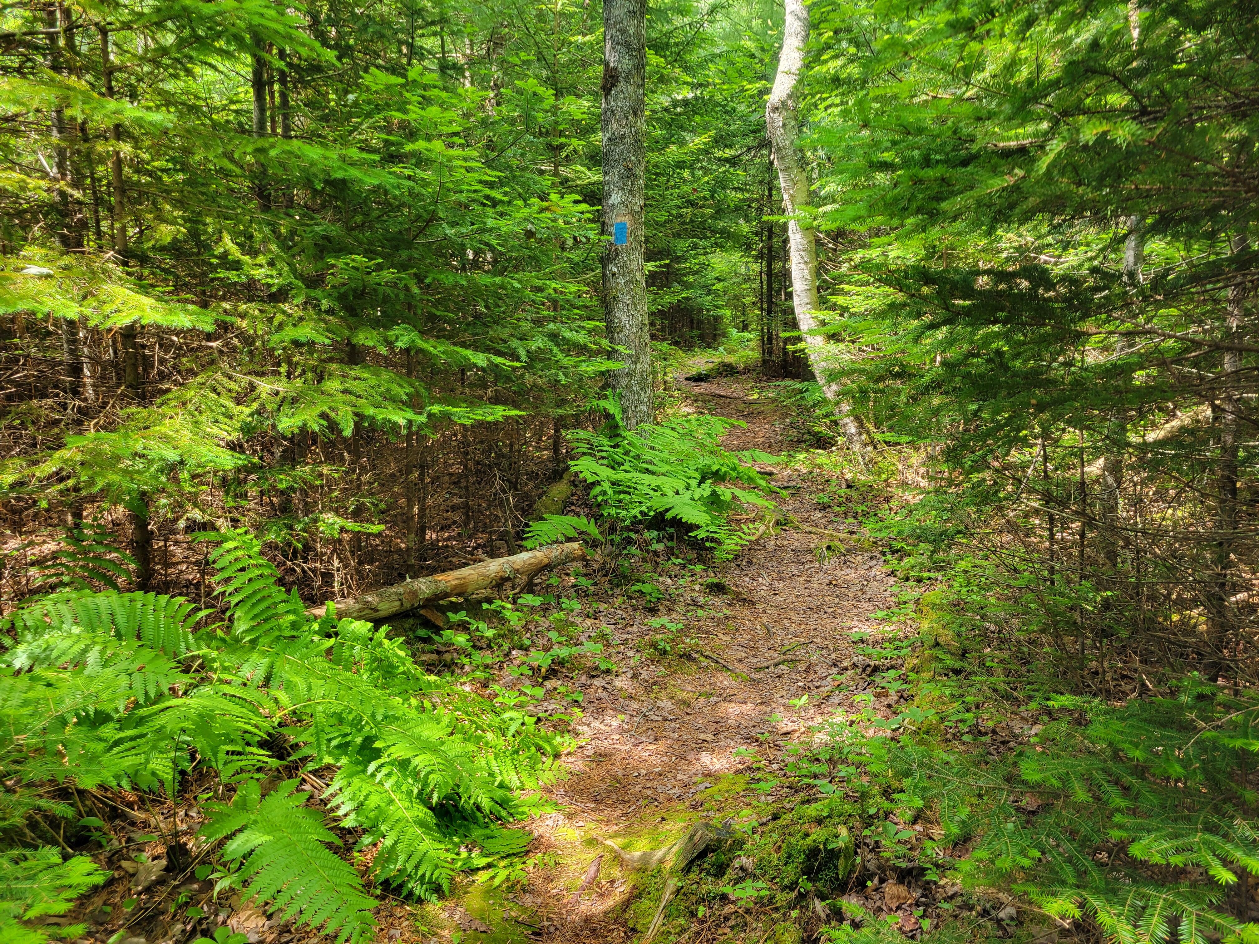 Near by trail. Simon trail short and kid & dig friendly.