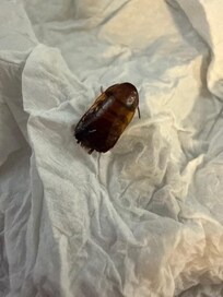 shannon said lol! this was the roach on a paper towel that i killed