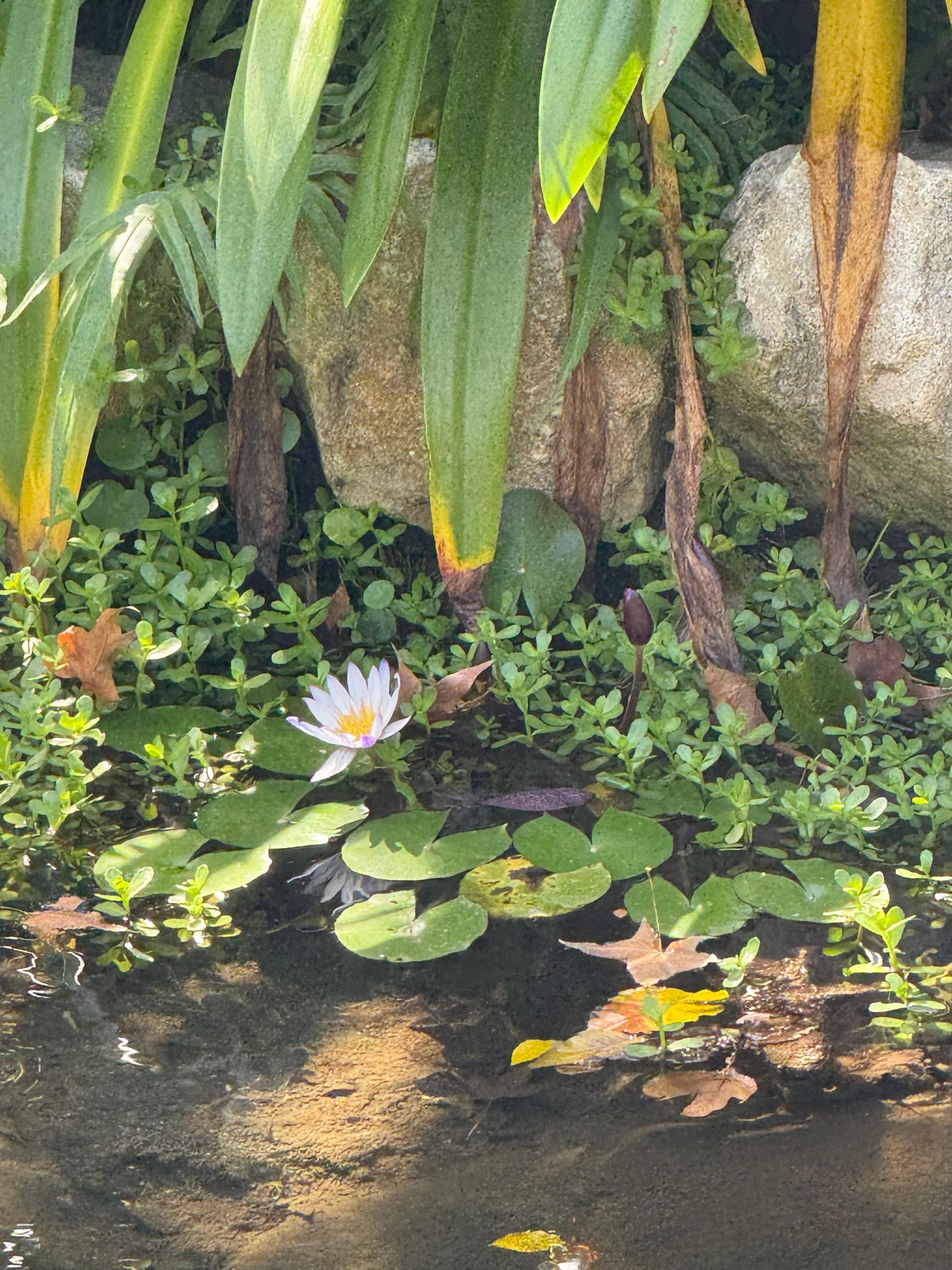 Wandering in through the garden you’ll find many small delights 