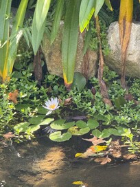 Wandering in through the garden you’ll find many small delights