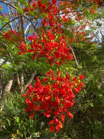 Flamboyant