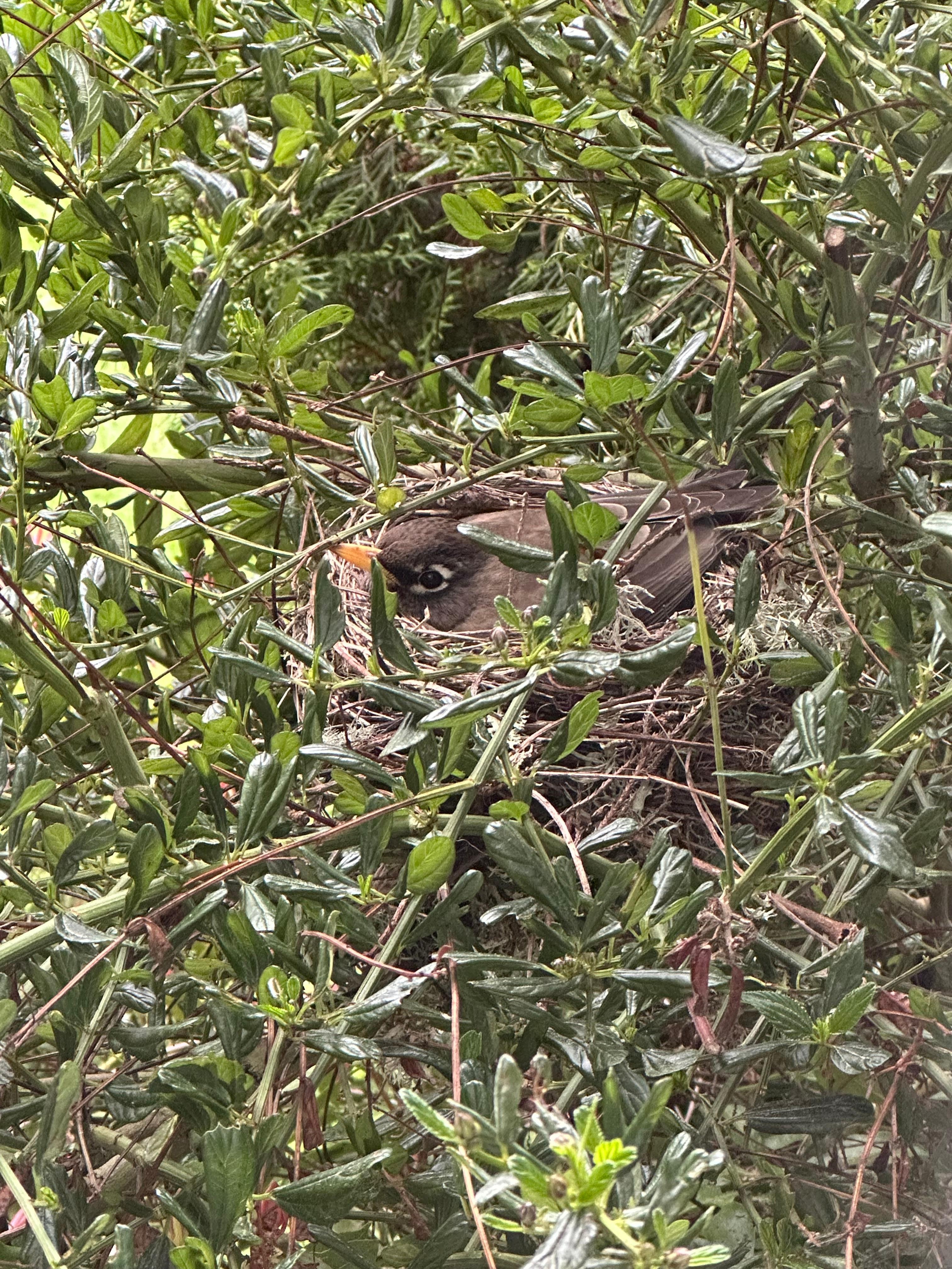 A robin’s nest we could see from right outside the living room window! 