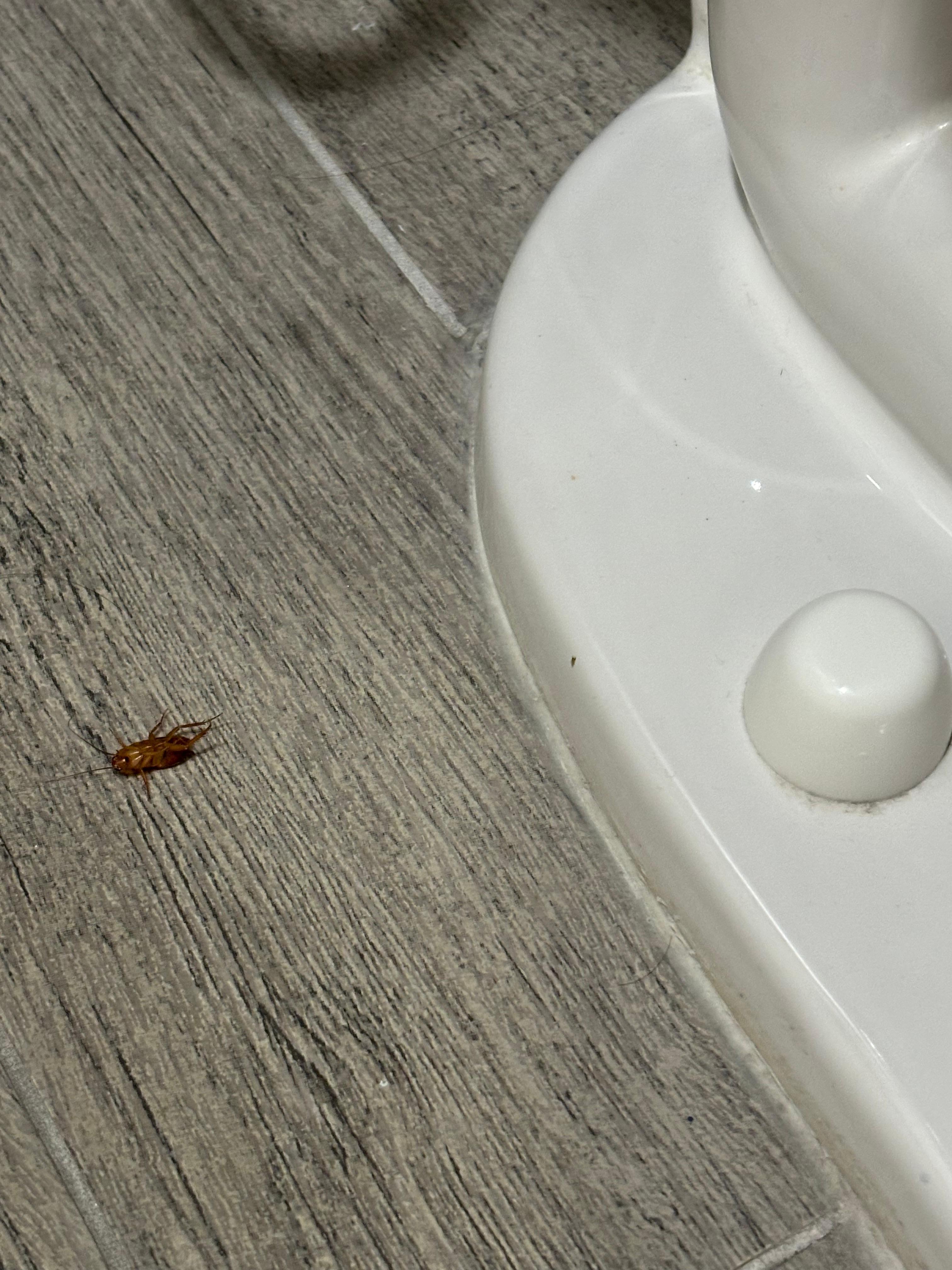 One of three bugs that greeted us the first morning in the bathroom.