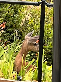 Visitor