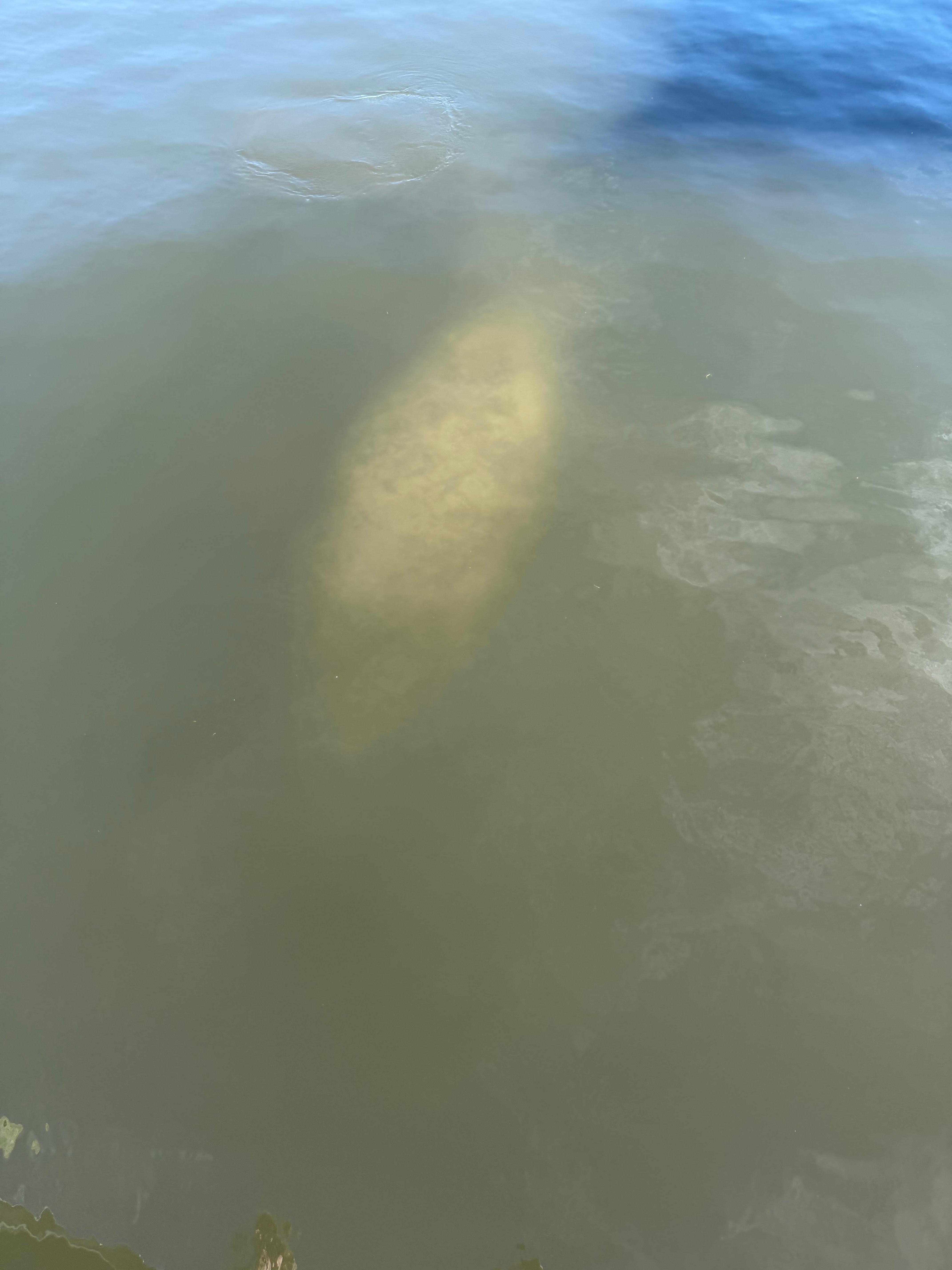 Manatees at the dock
