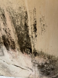 Black mold in toilets