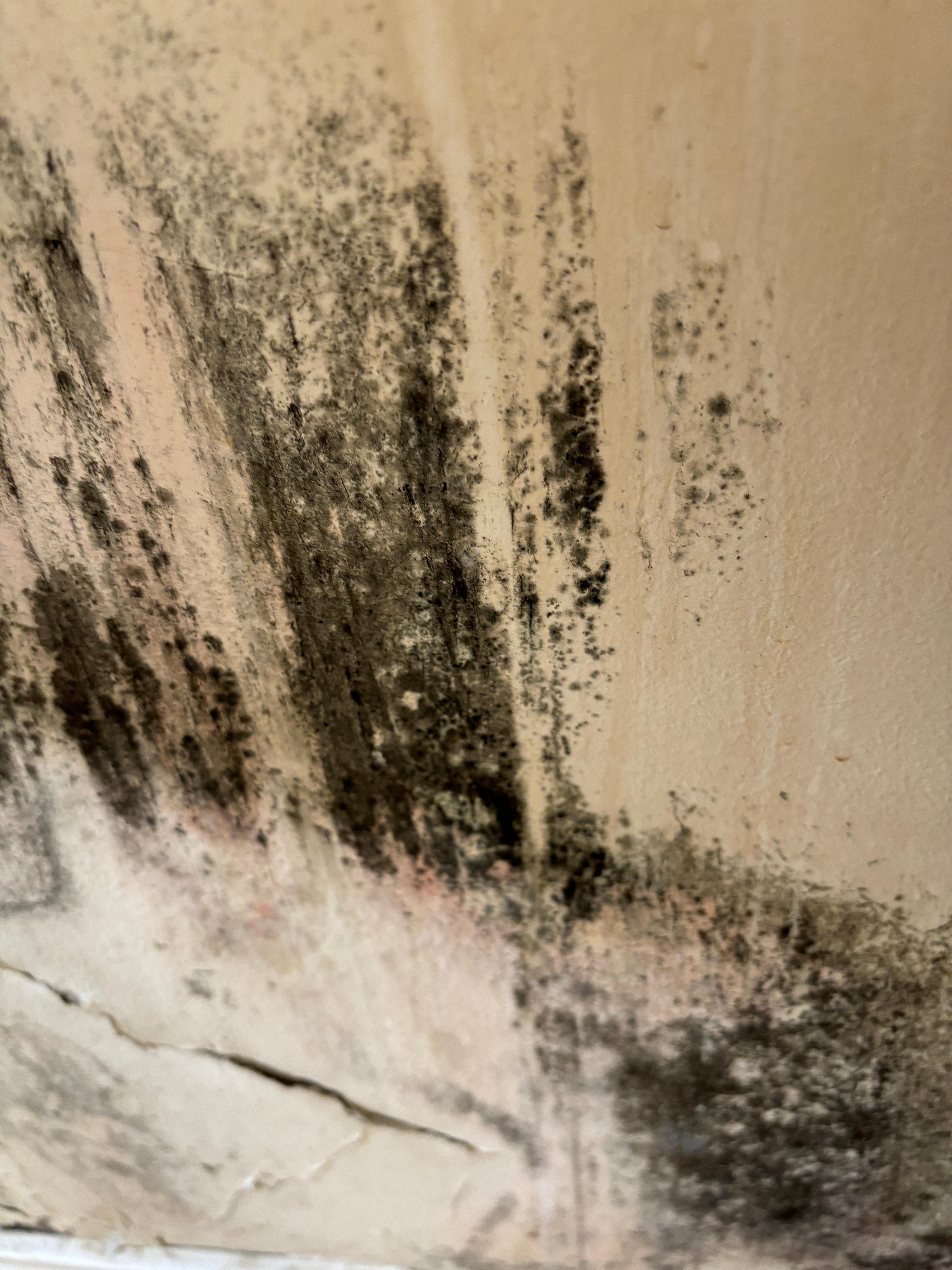 Black mold in toilets 