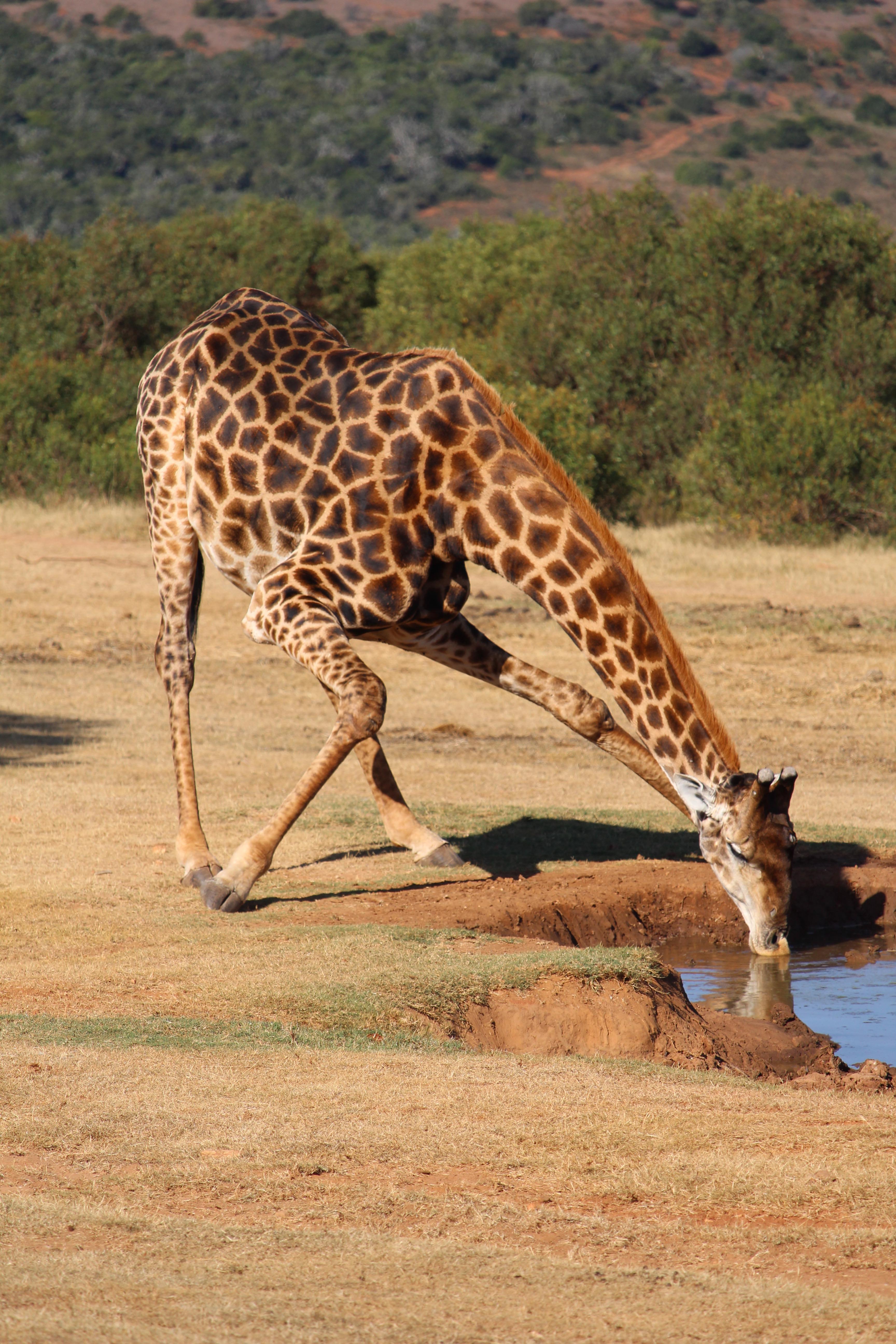 Waterhole activity