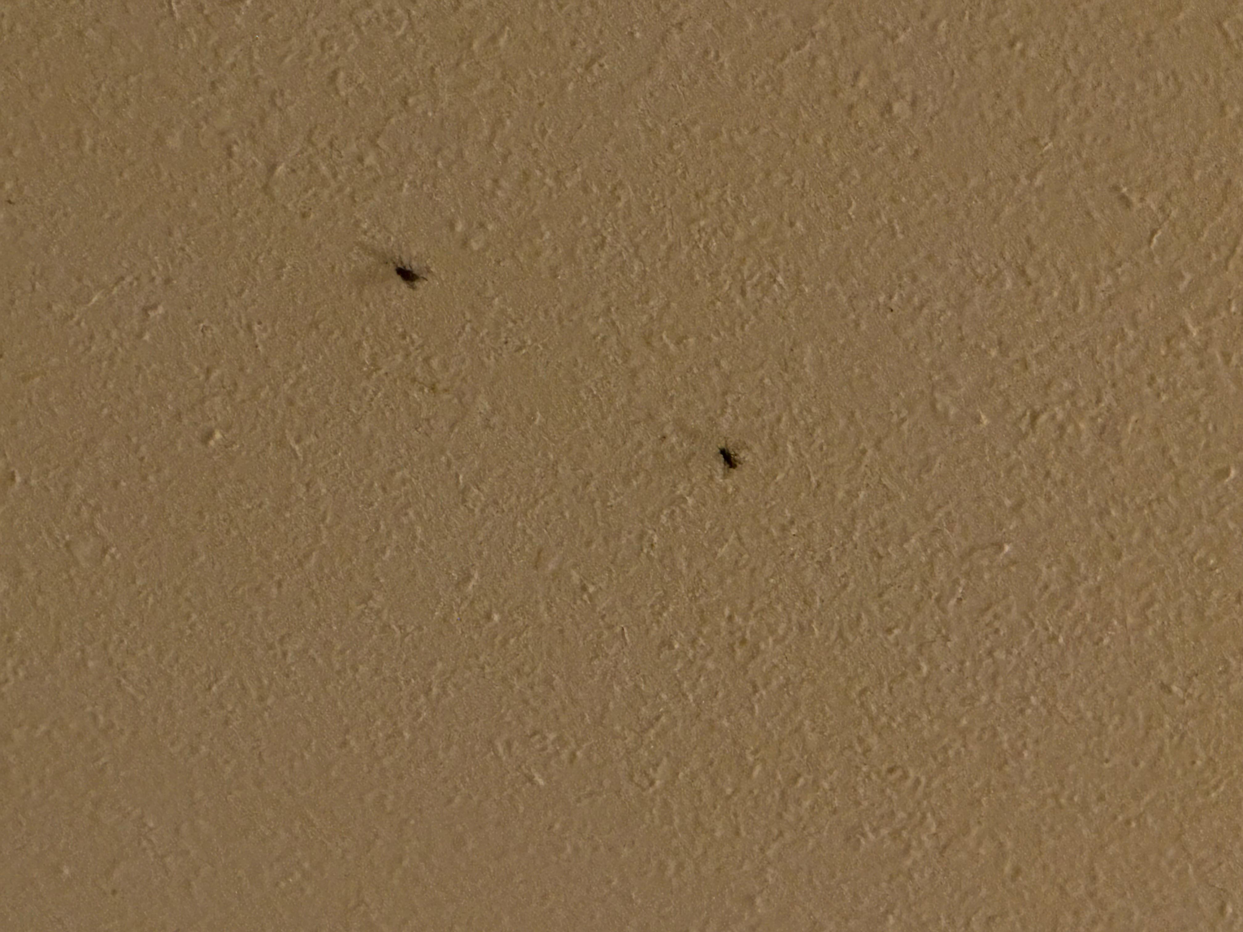 Several flies in my room