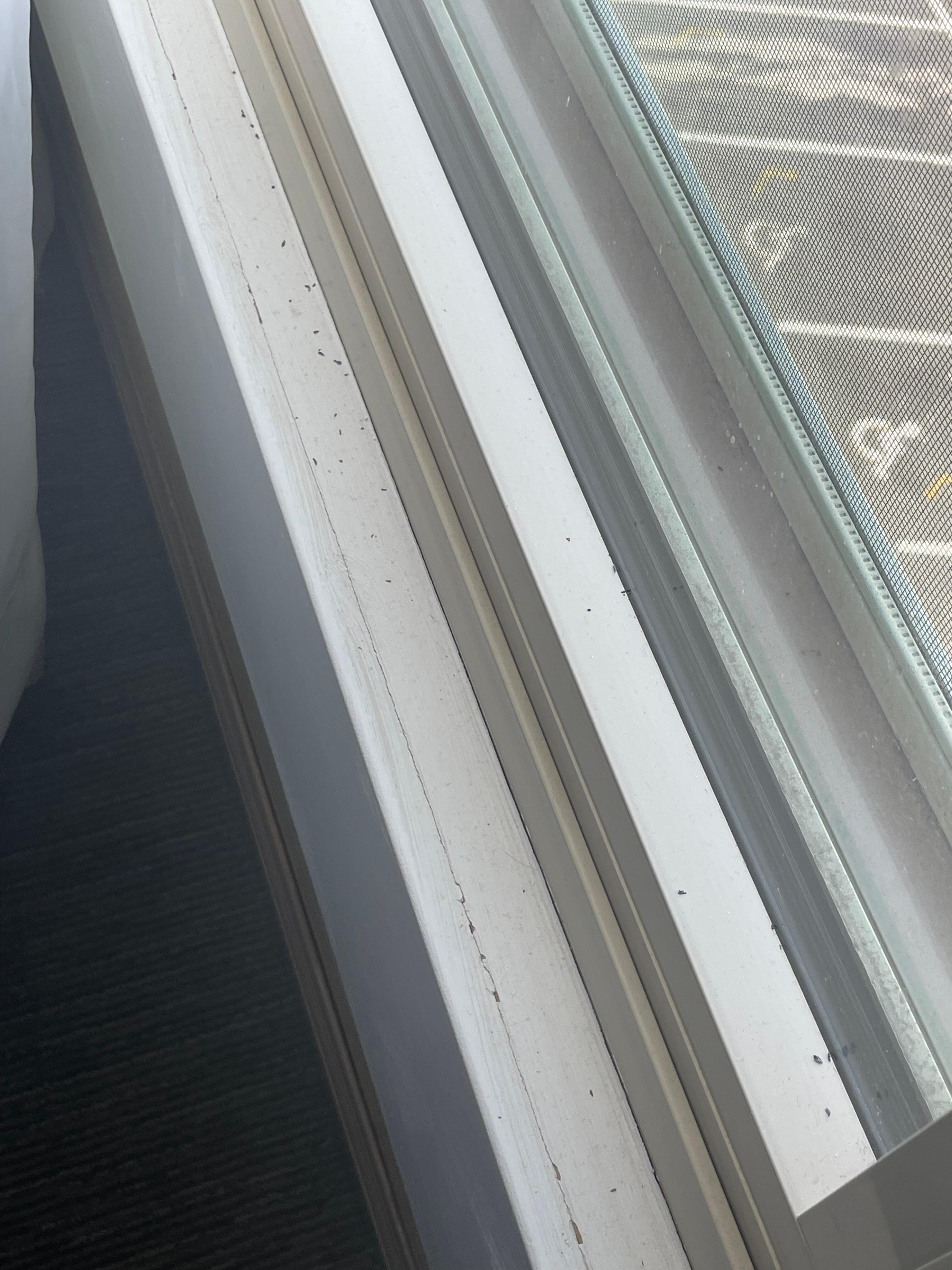 Insects? Black mold?
