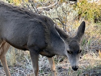 Another Mule Deer up close.