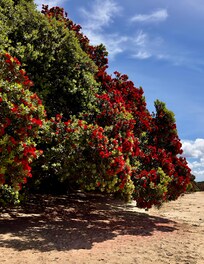 The beach just a little walk down on a private walkway.