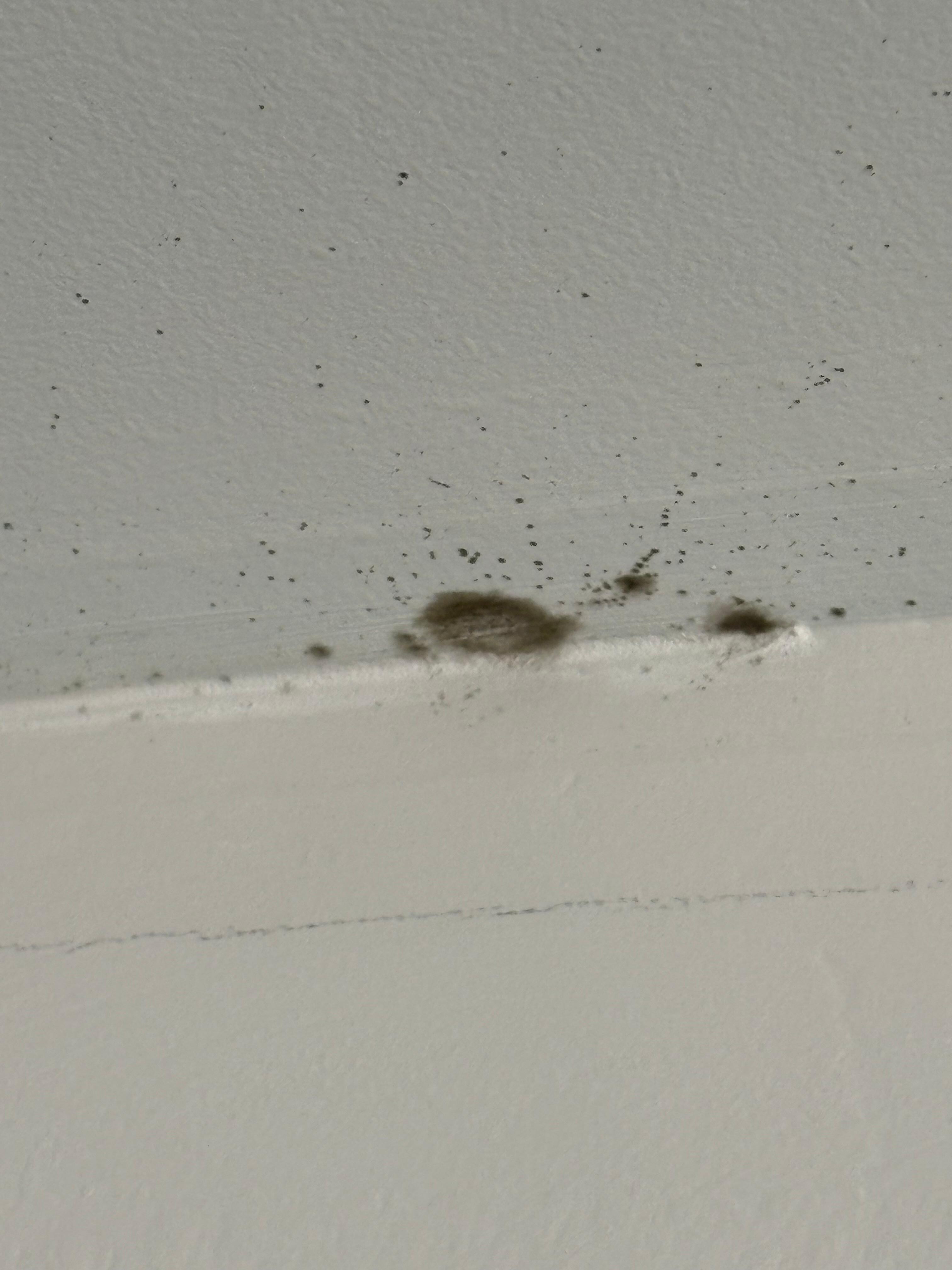 Mold on ceiling