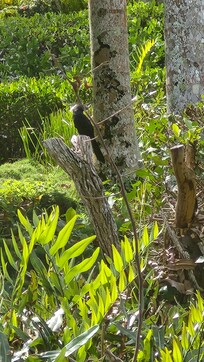 Des oiseaux viennent visiter.