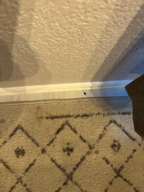 Bugs