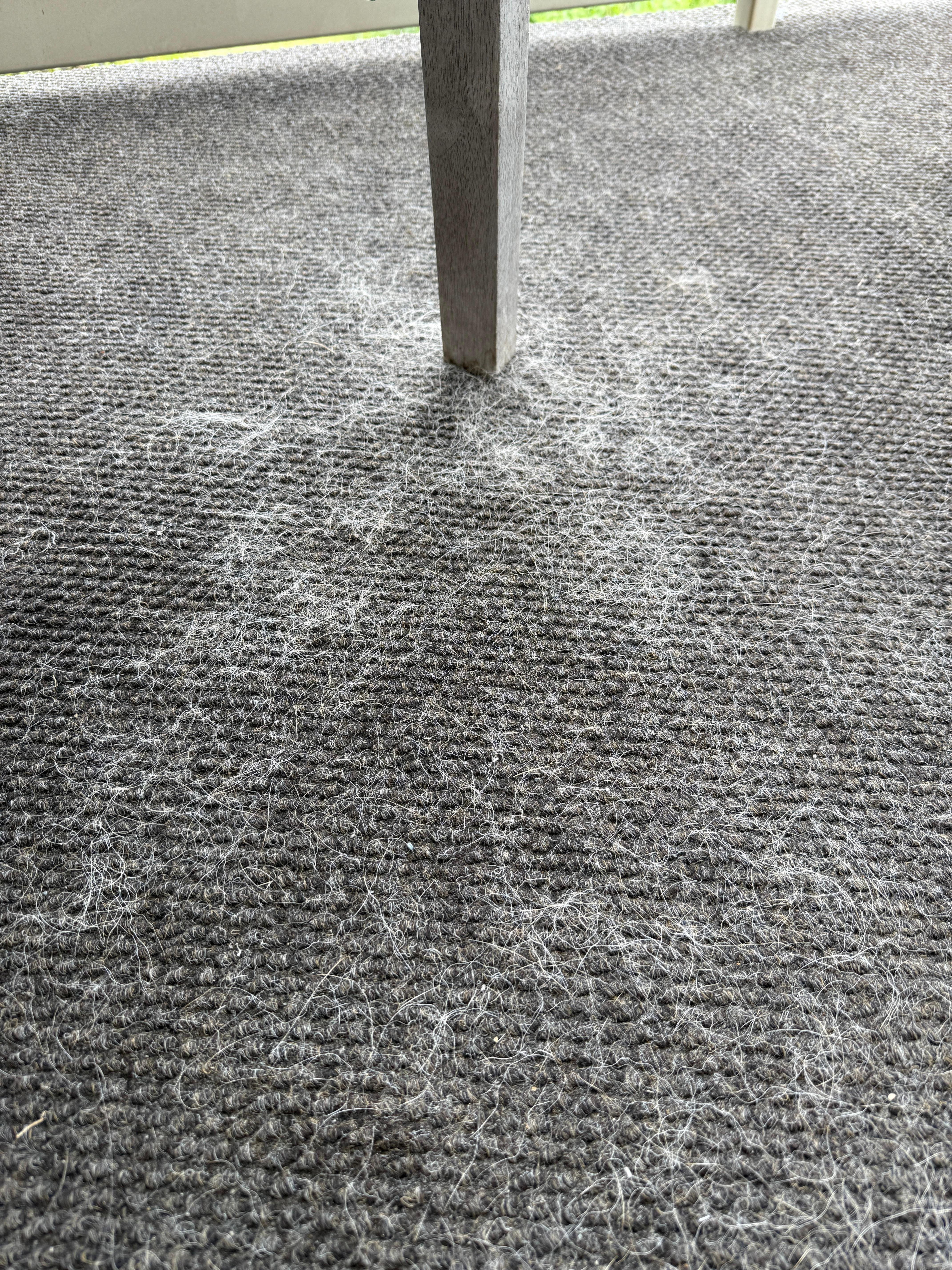 Front entryway had more hair than balcony 