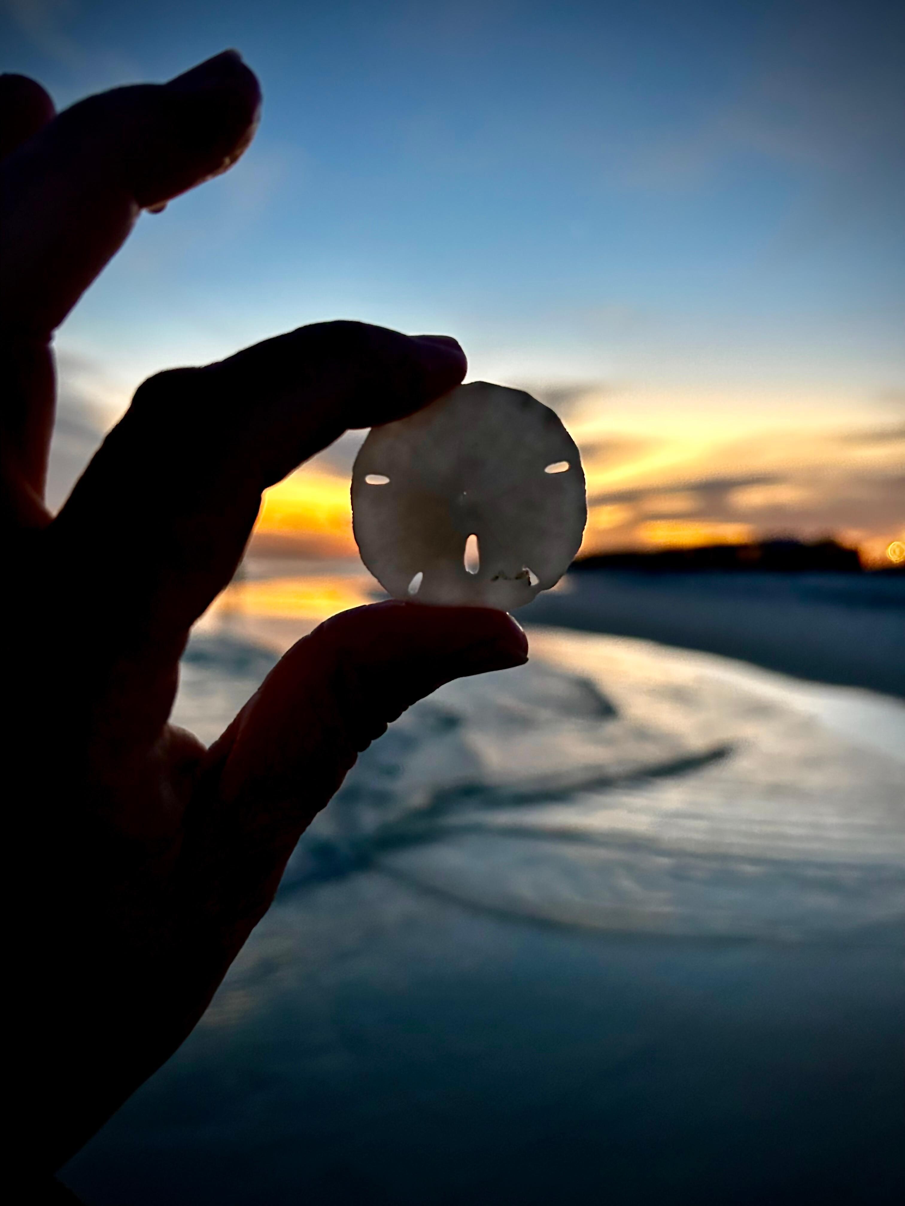 Ended up finding 2 sand dollars 