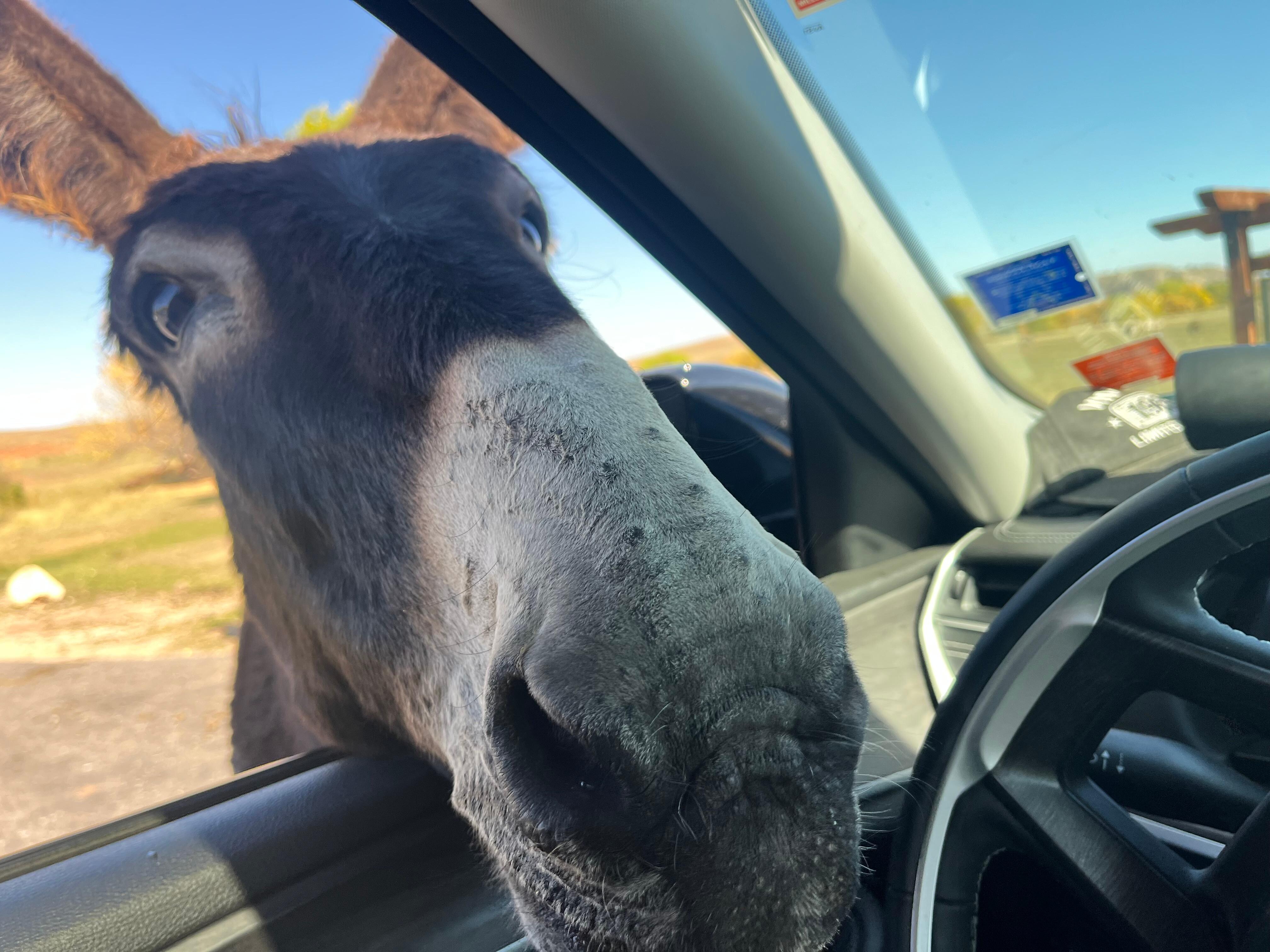Begging Burrows Custer State Park