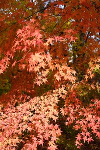 紅葉も楽しめました