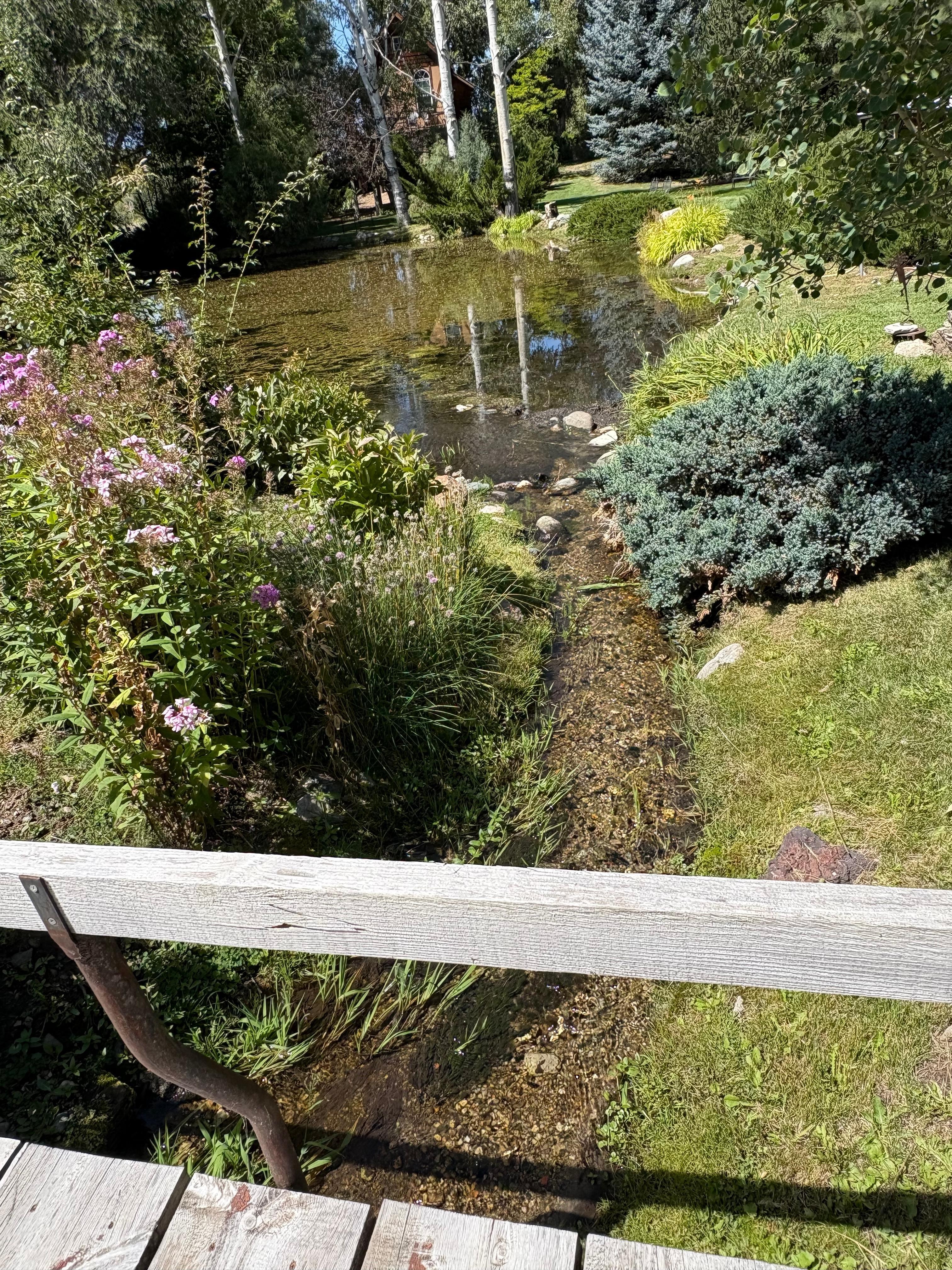 Little bridge with seats over pond with ducks, otter, and muskrats seen must days. 