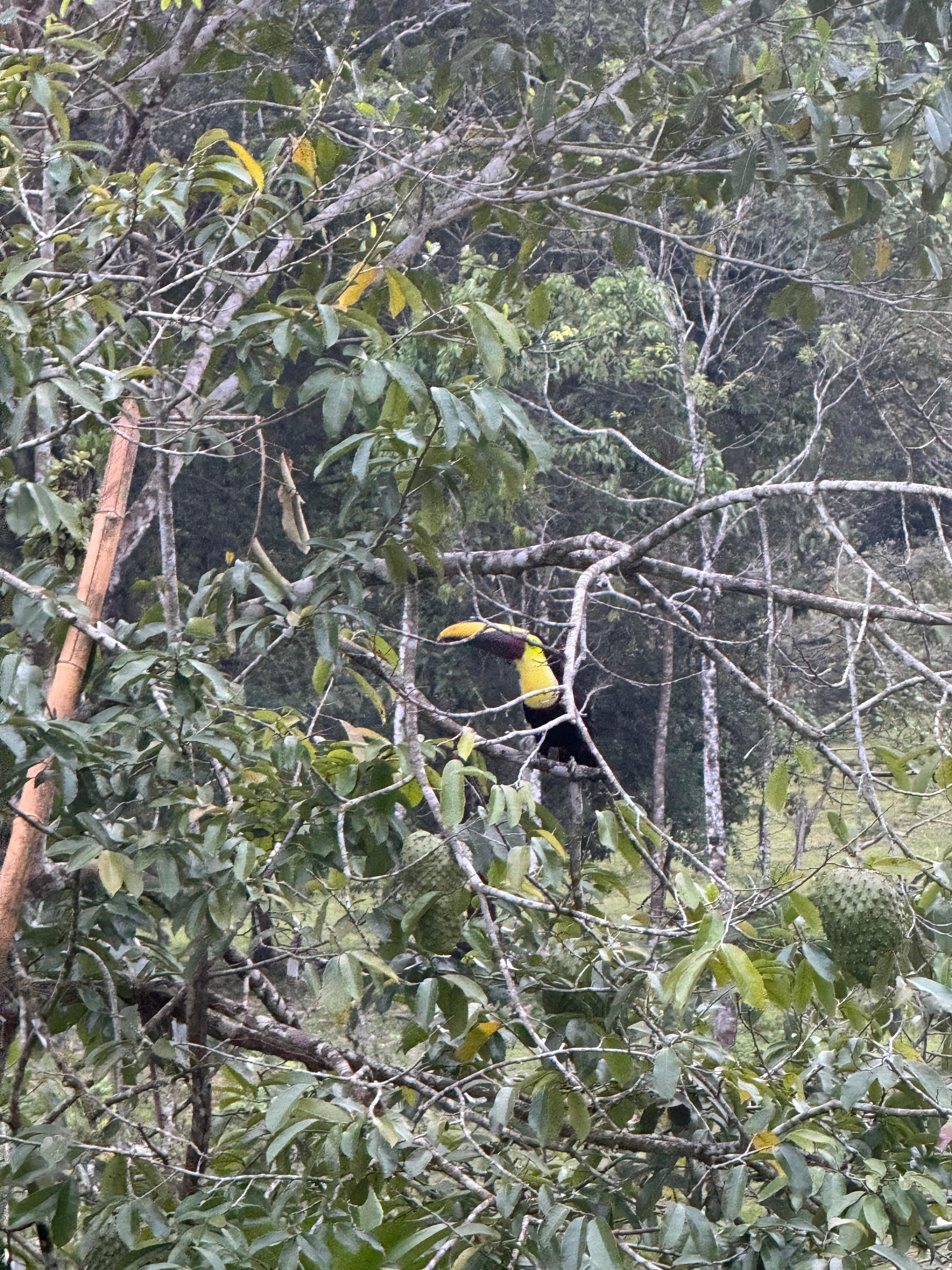 Toucans hanging out right outside our deck!