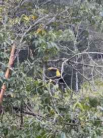 Toucans hanging out right outside our deck!