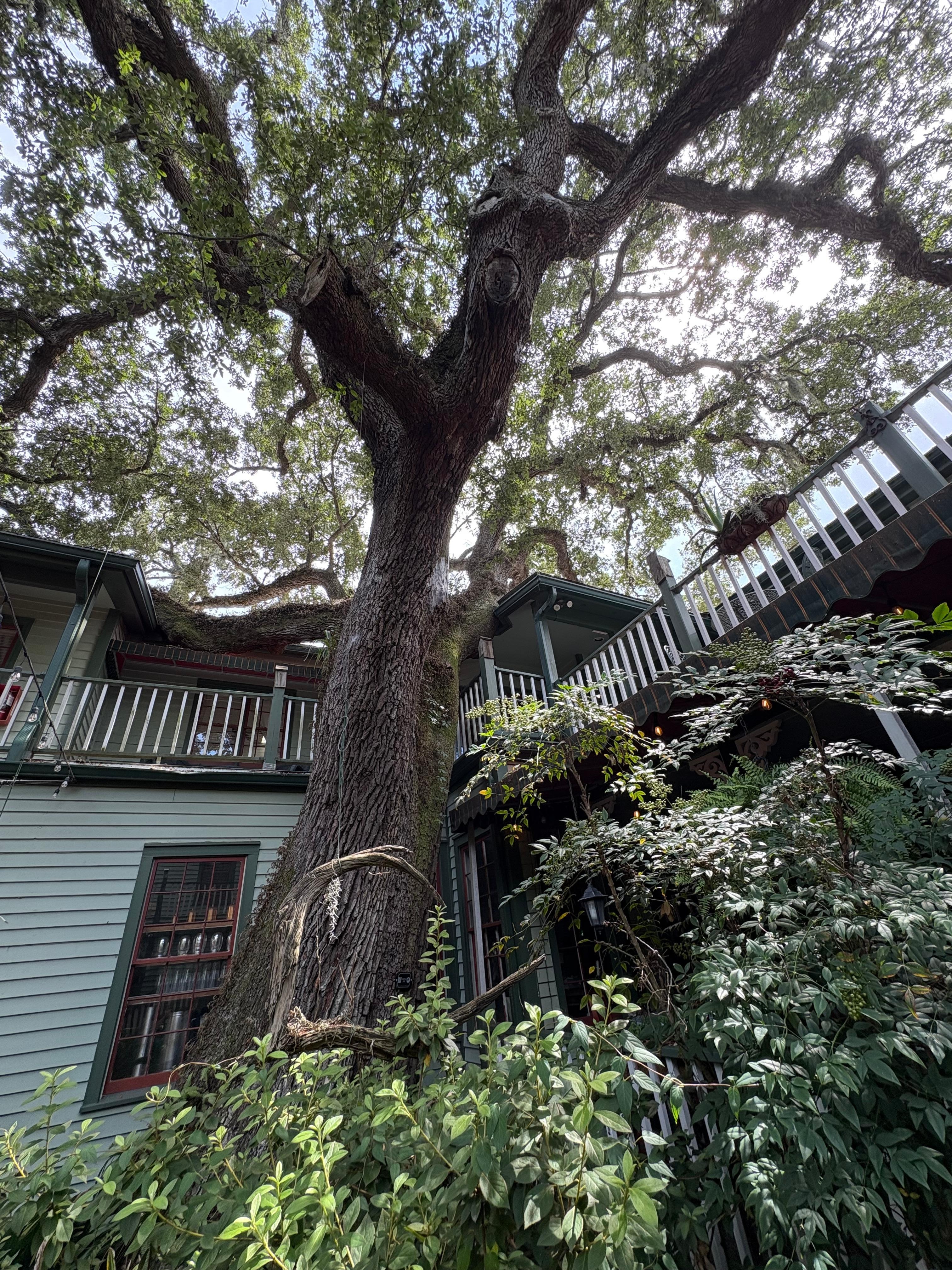 Beautiful, old tree