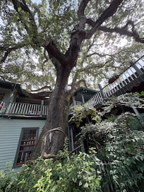 Beautiful, old tree