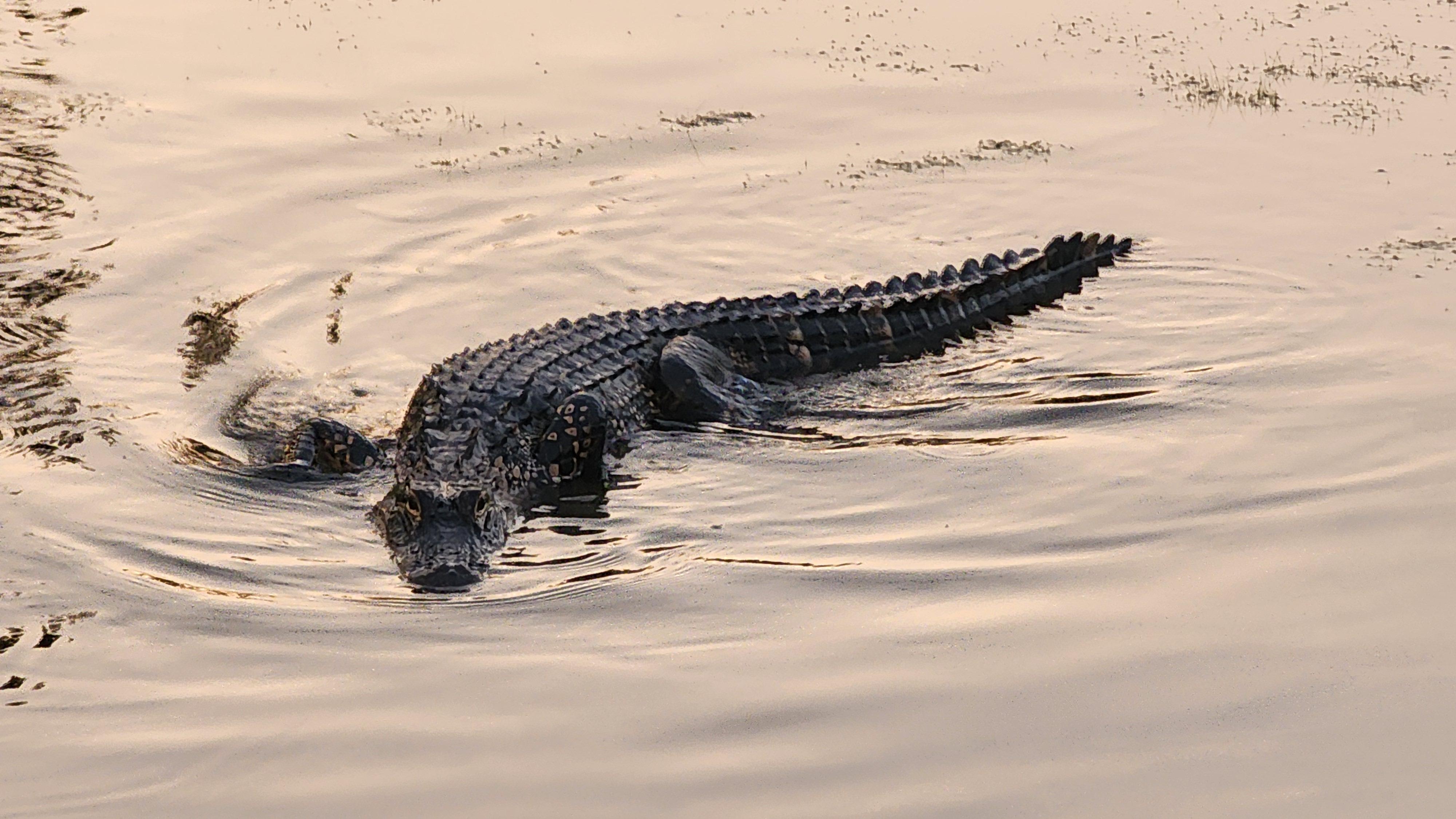 One of many alligators in the pond.
