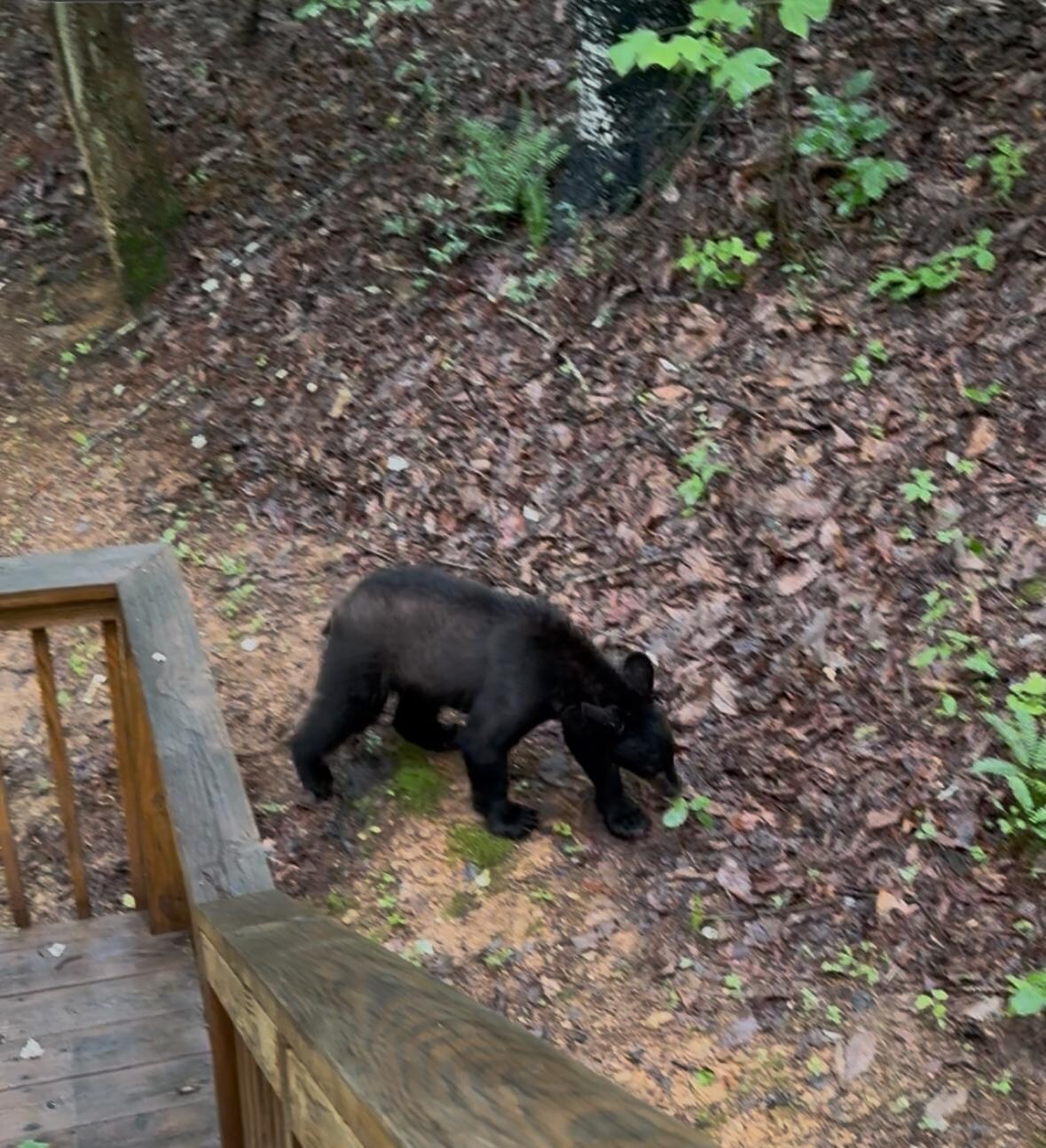 First morning visitor that tried to open the car doors.