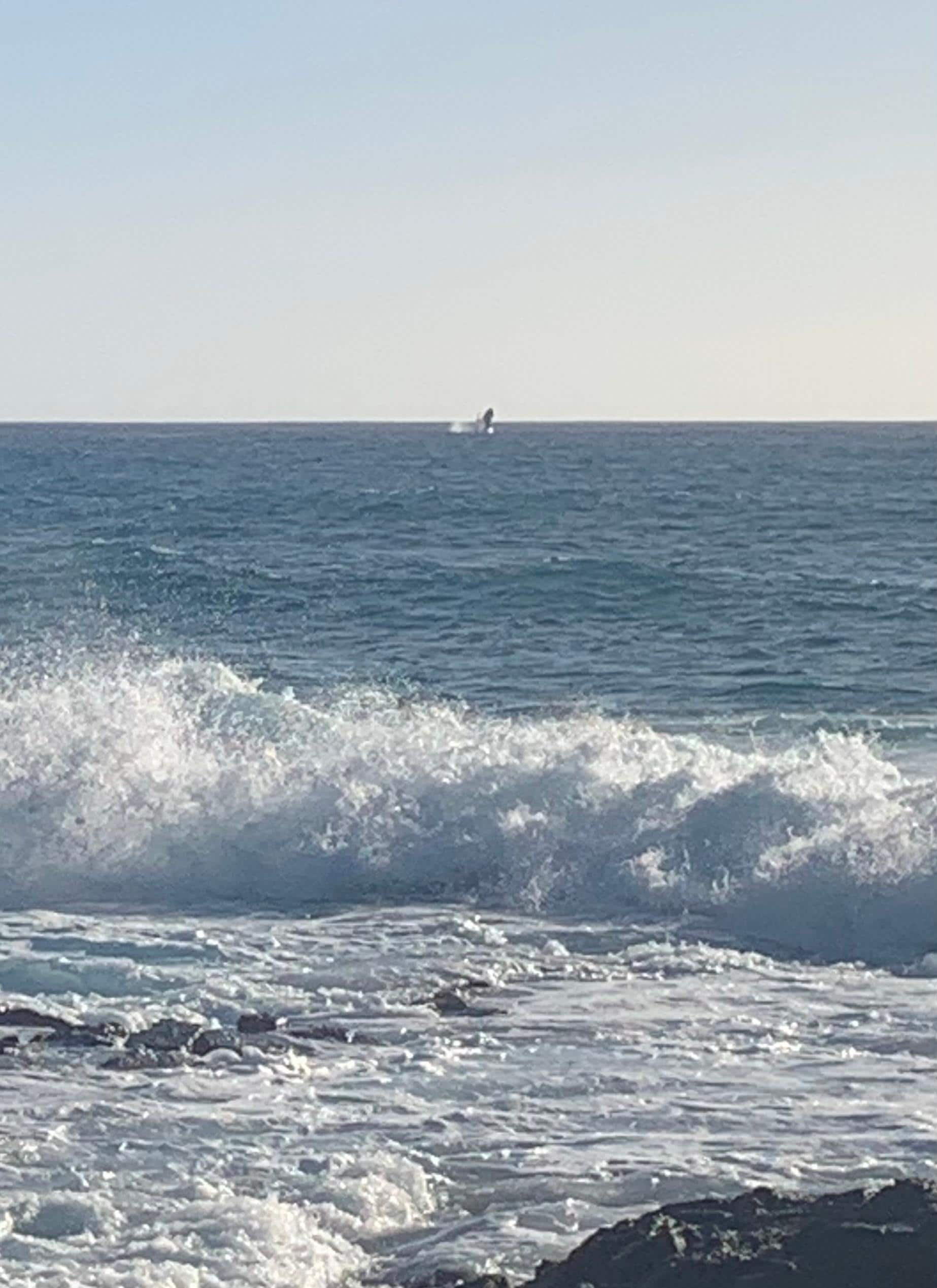 Whales breaching 