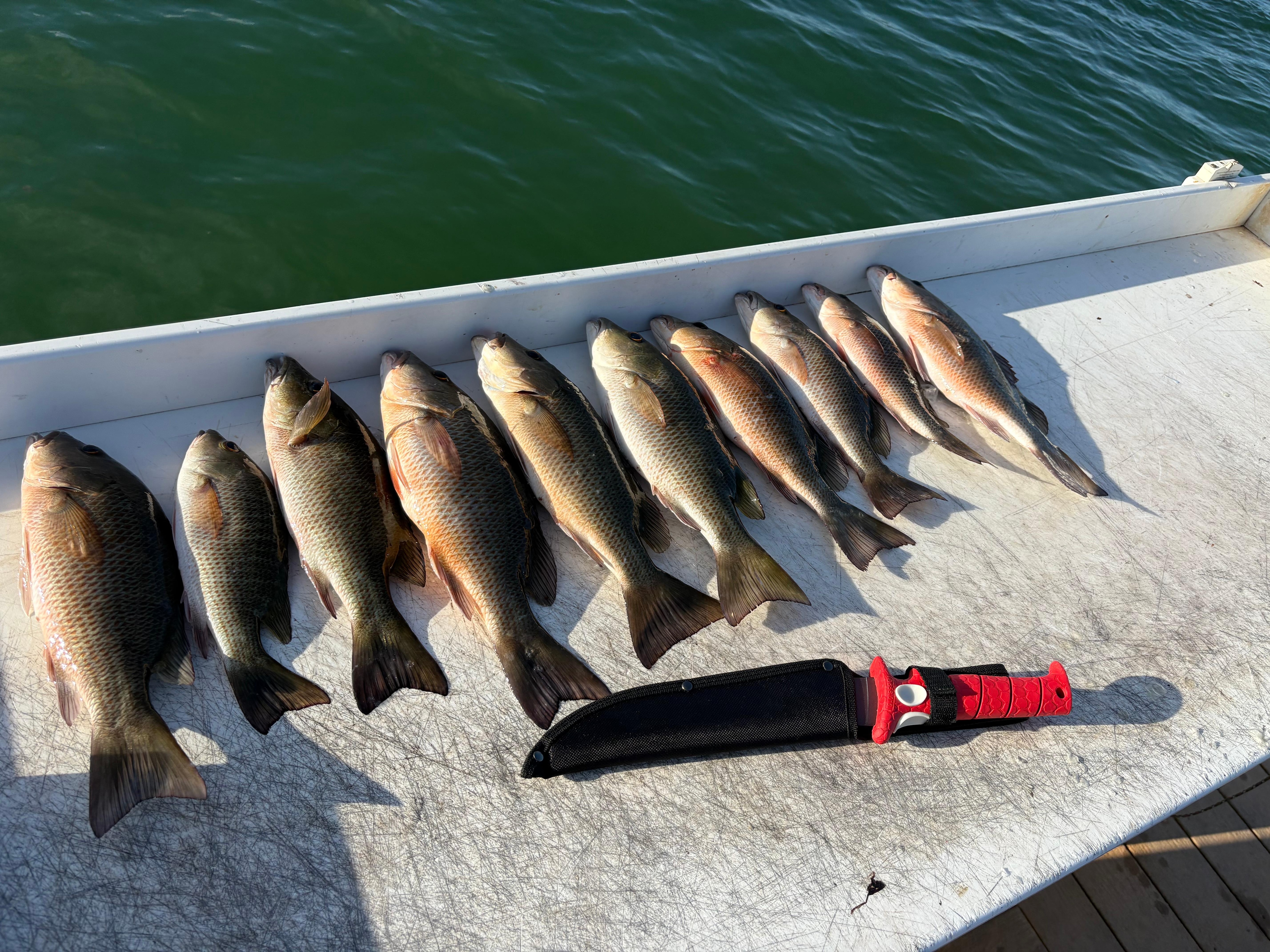 Ate our fair share of legal Mangrove Snappers and Yellowtails. 