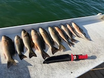 Ate our fair share of legal Mangrove Snappers and Yellowtails.