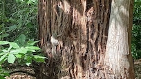 Grey squirrel
