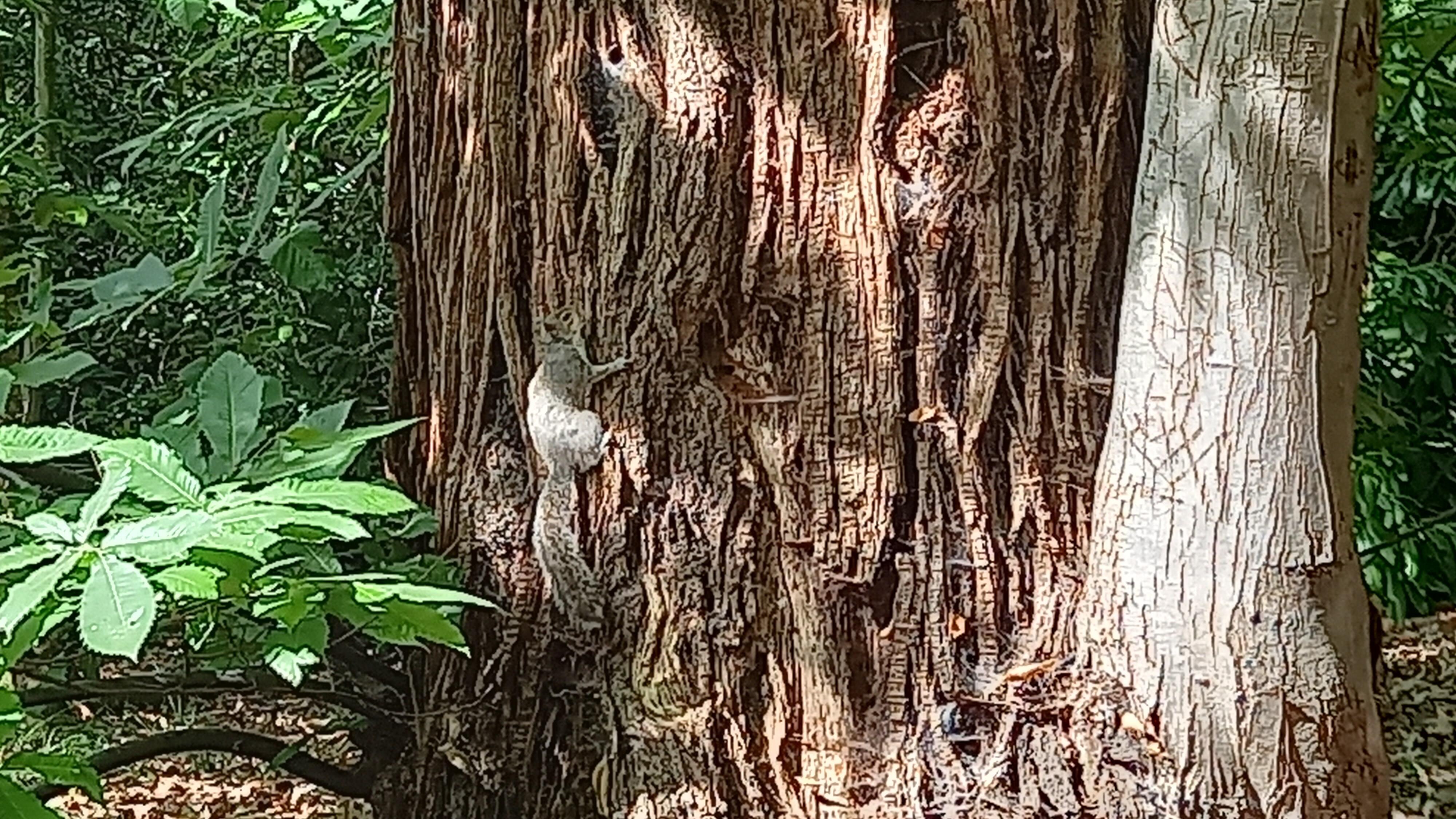 Grey squirrel