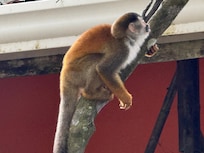 Spider monkey in parking lot