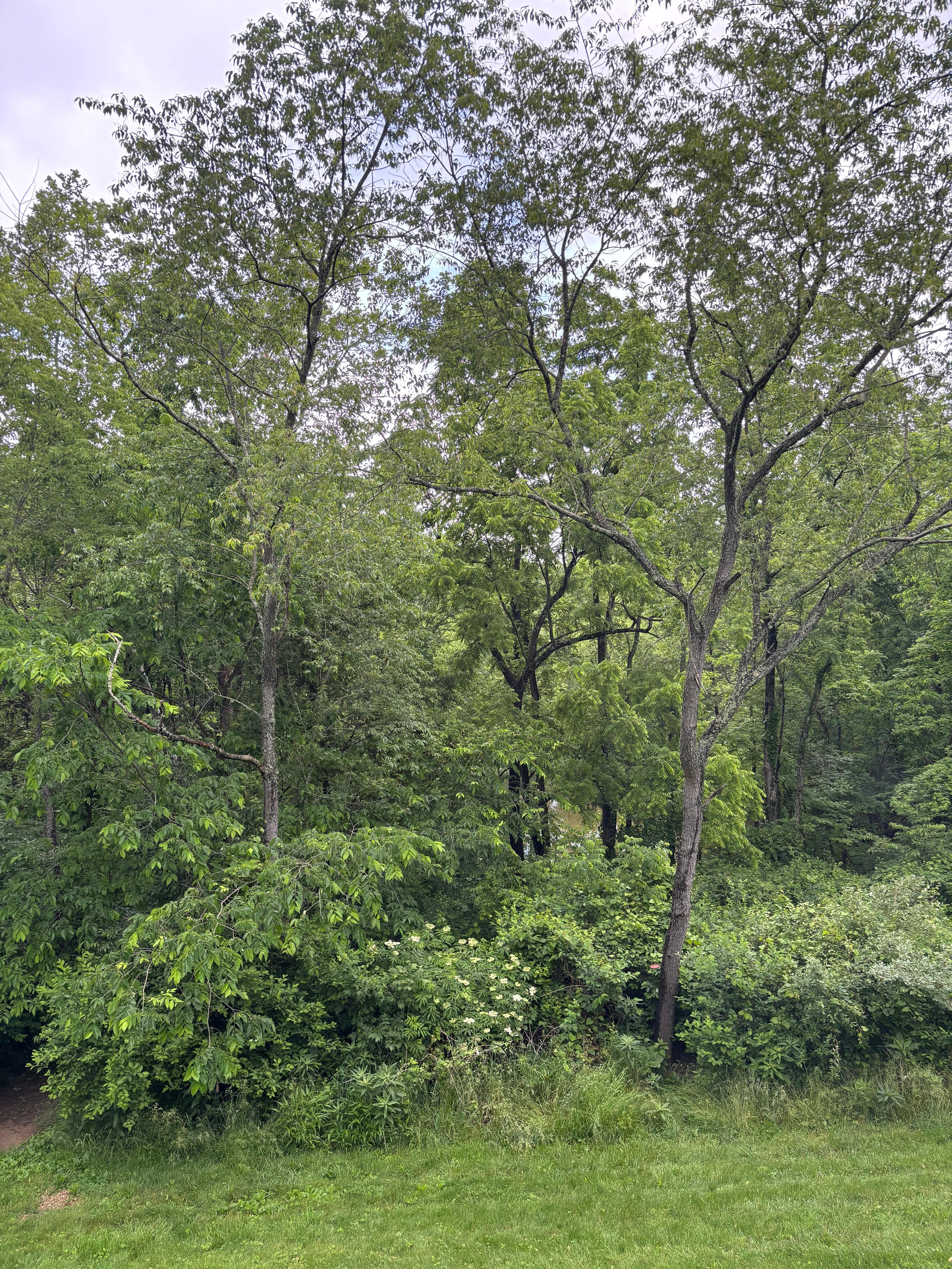 The woods facing the back of the patio!