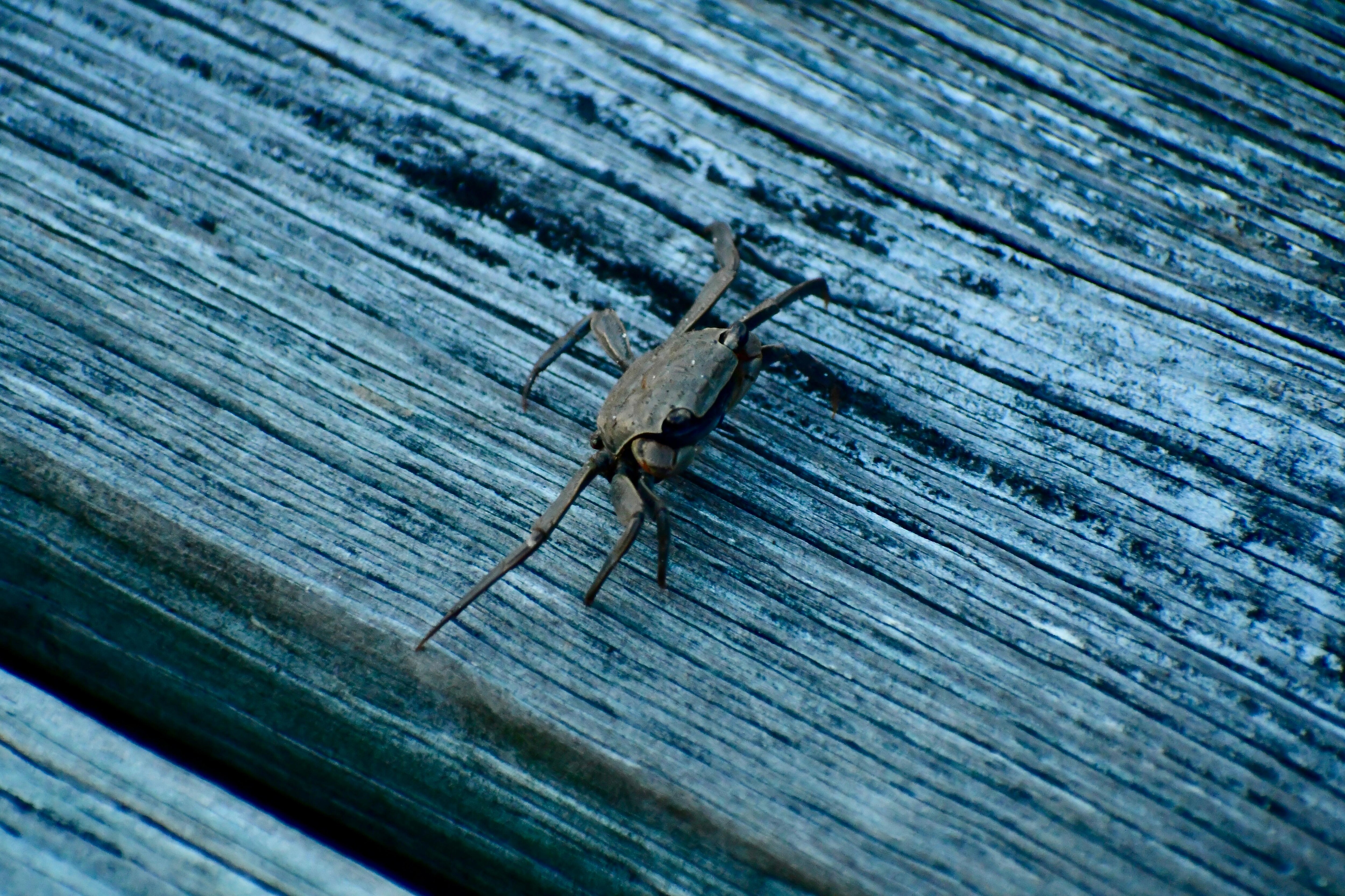This little crab kept following us on the dock and would just stop and stare while all the others would scurry away and hide.