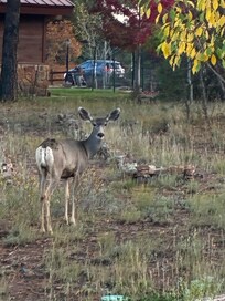 Deer in the backyard.
