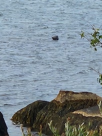 Yep, that's a seal. They feed early morning & eve!