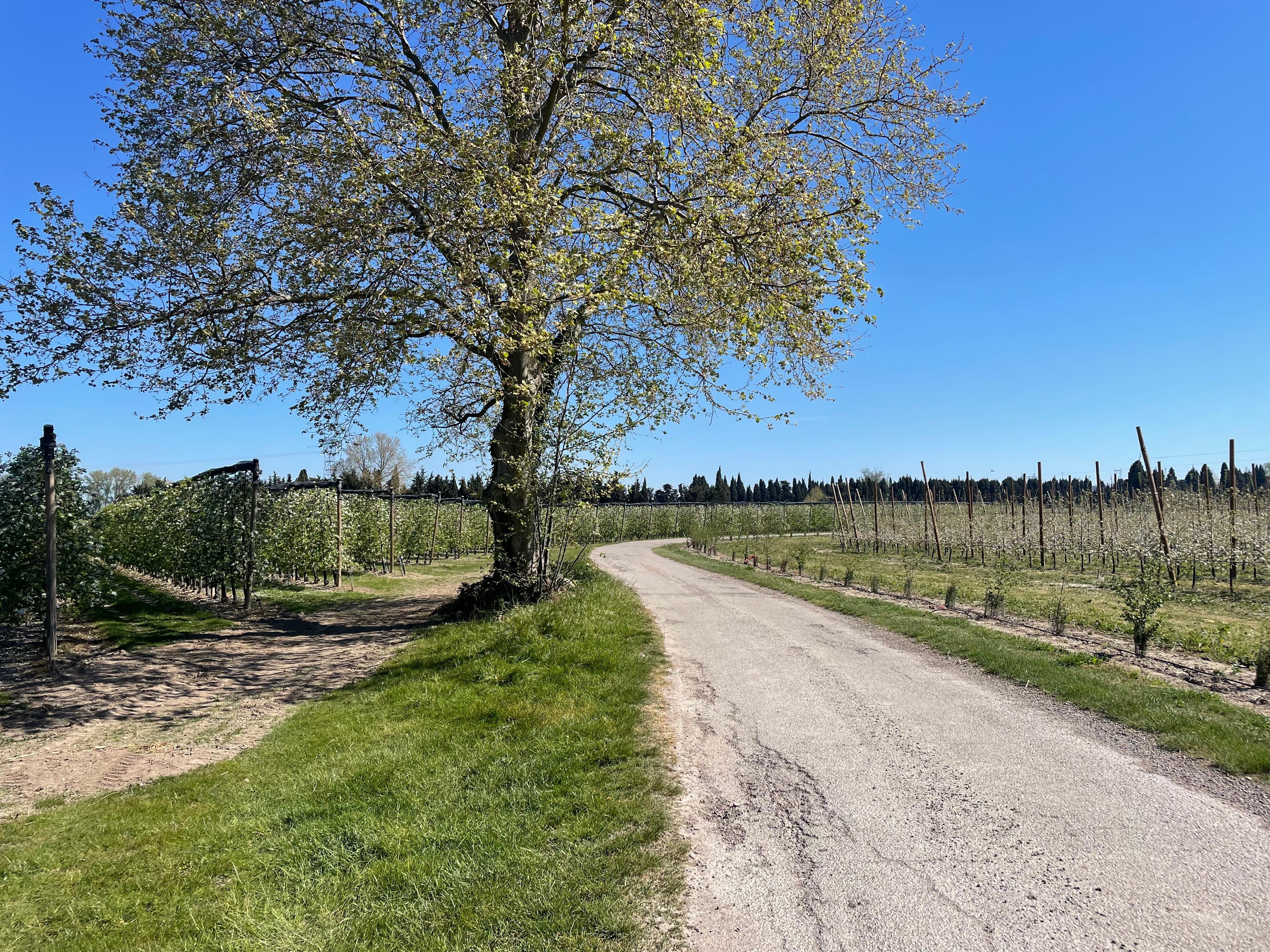 Chemin aux alentours de la maison