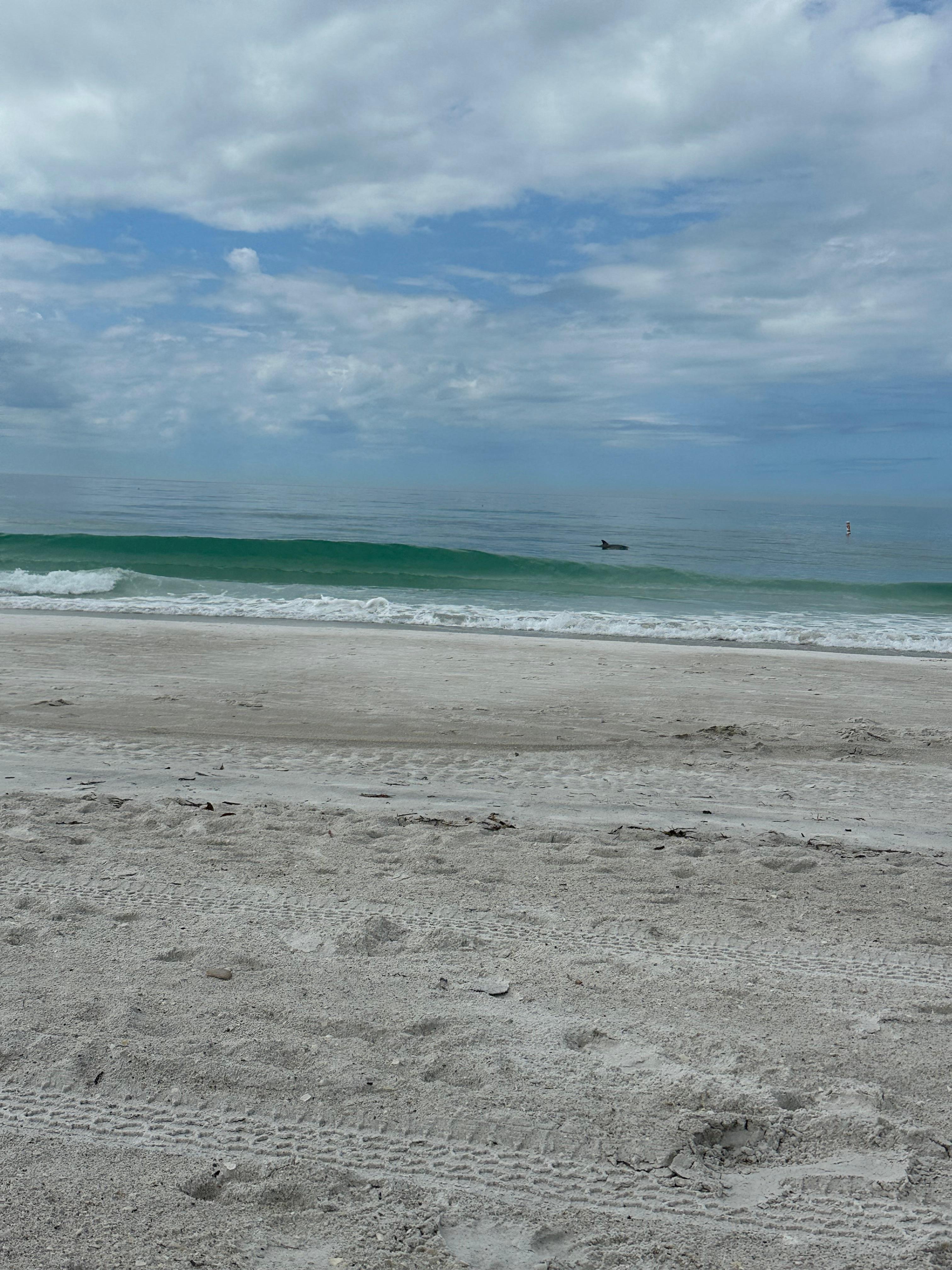 We saw dolphins right in front of the place! 