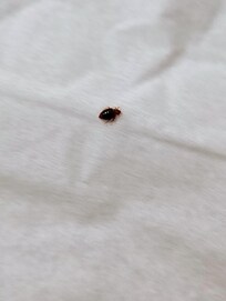 Bed bug